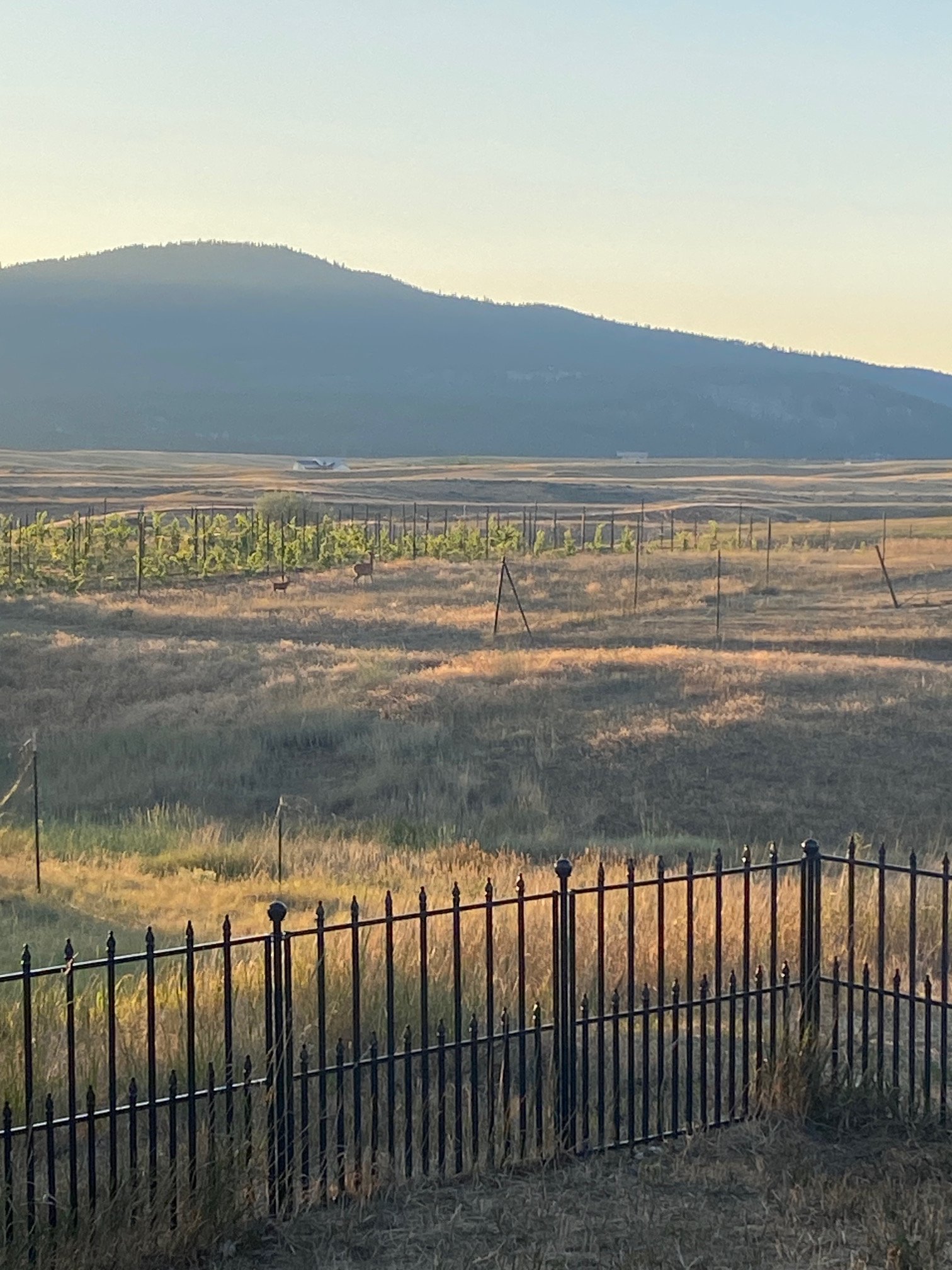 A rural landscape view with a fenced garden in the foreground, two deer grazing in a field, rows of cultivated grape vines, and a mountain in the background on a clear day.