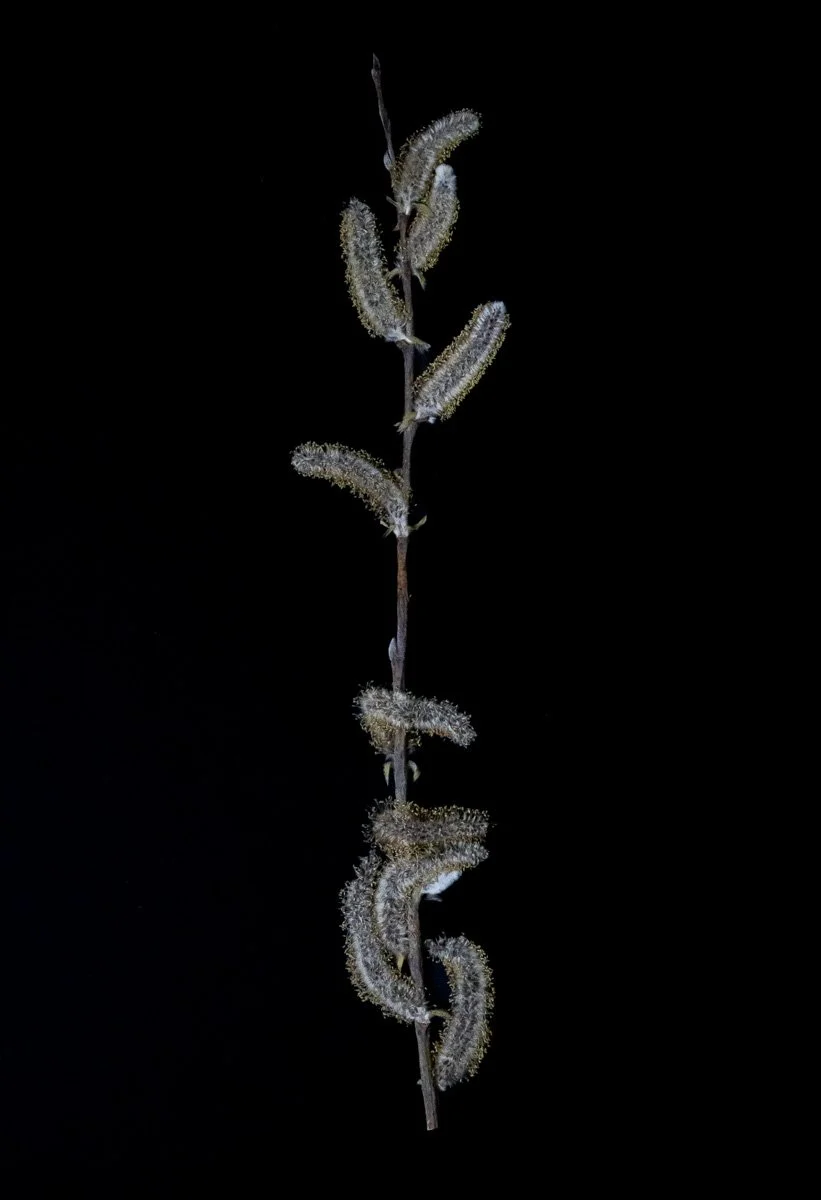 Dried Willow catkin against a dark background