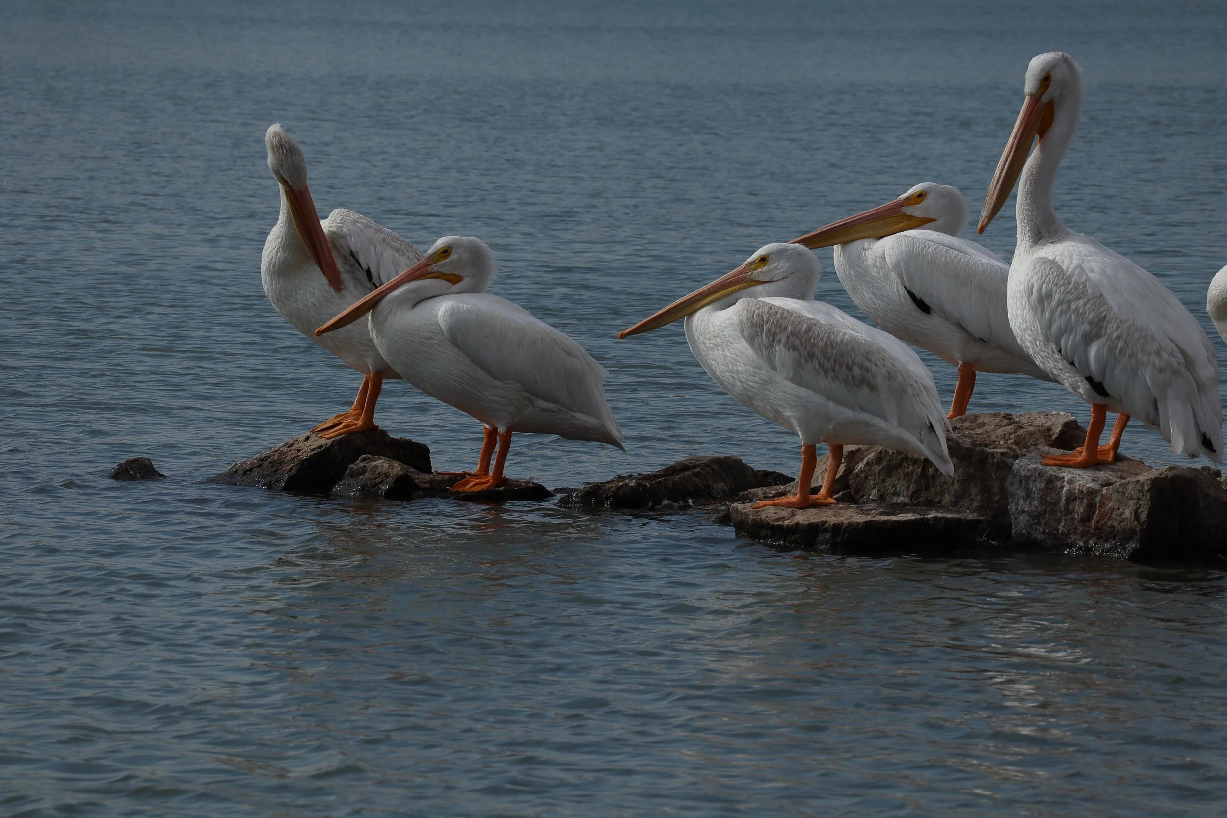 Five American white pelicans standing on partially submerged rocks in a blue lake.