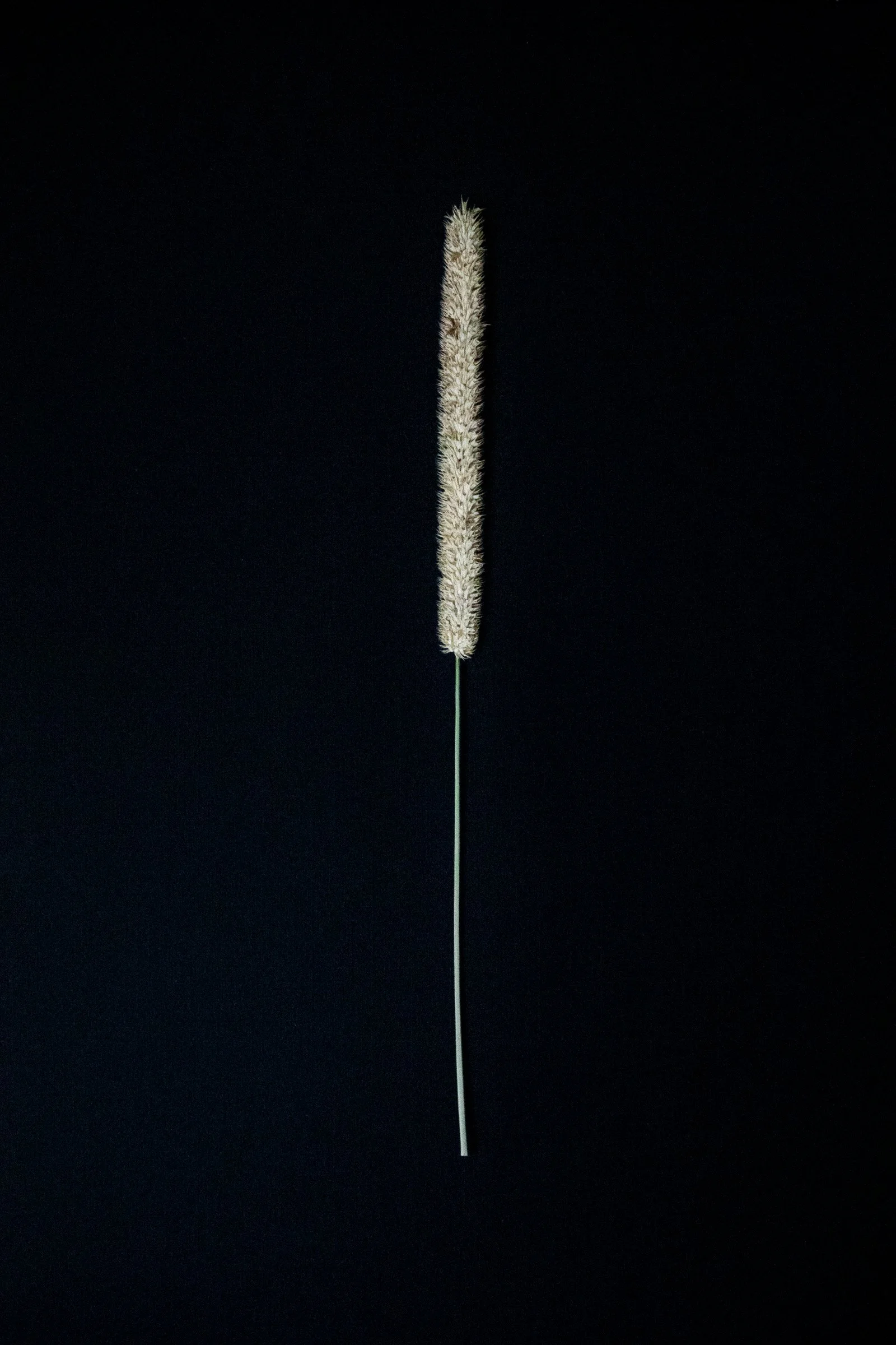 Dried Timothy grass seed against a dark background