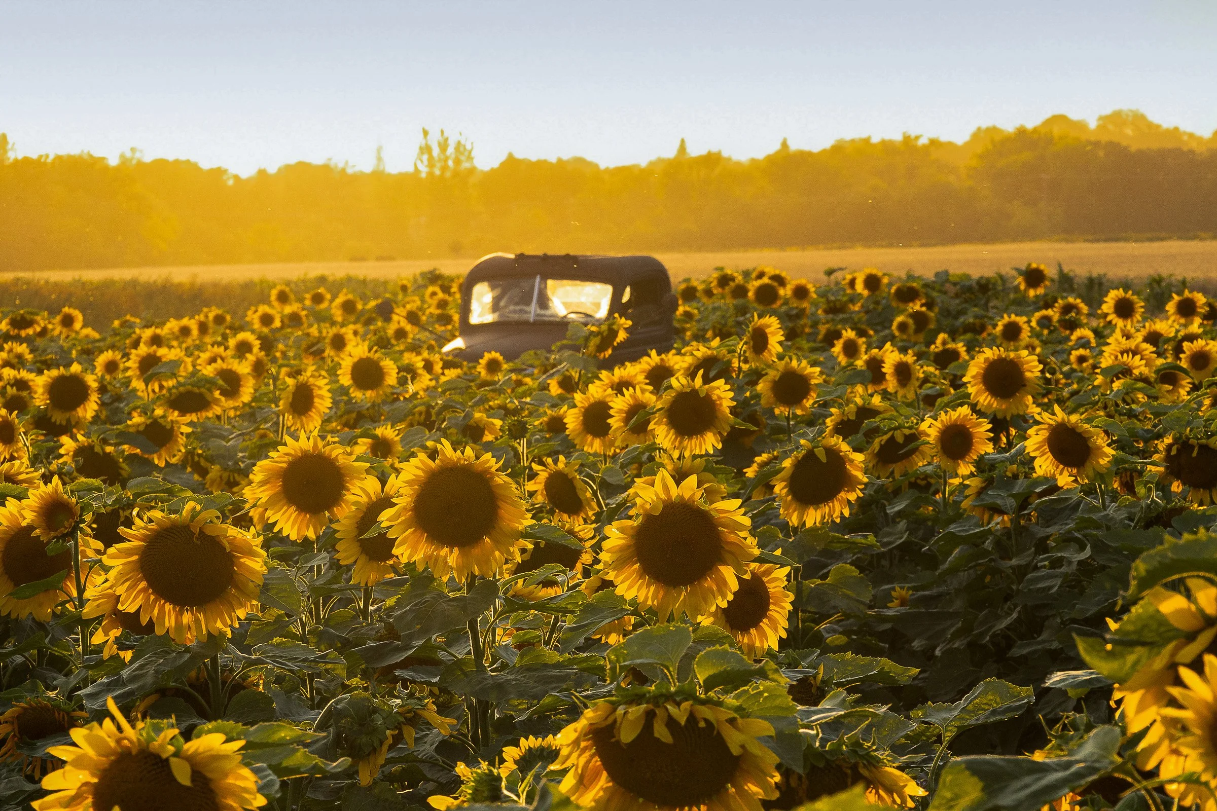 Truck in a sunflower field at golden hour on the prairie.