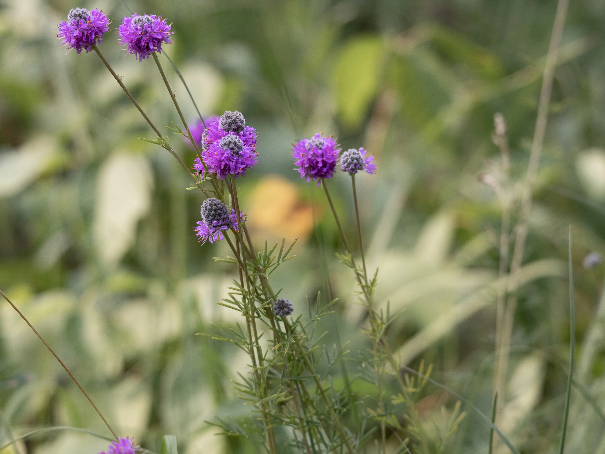 Purple prairie wildflowers on stems in soft focus, surrounded by blurred greenery.