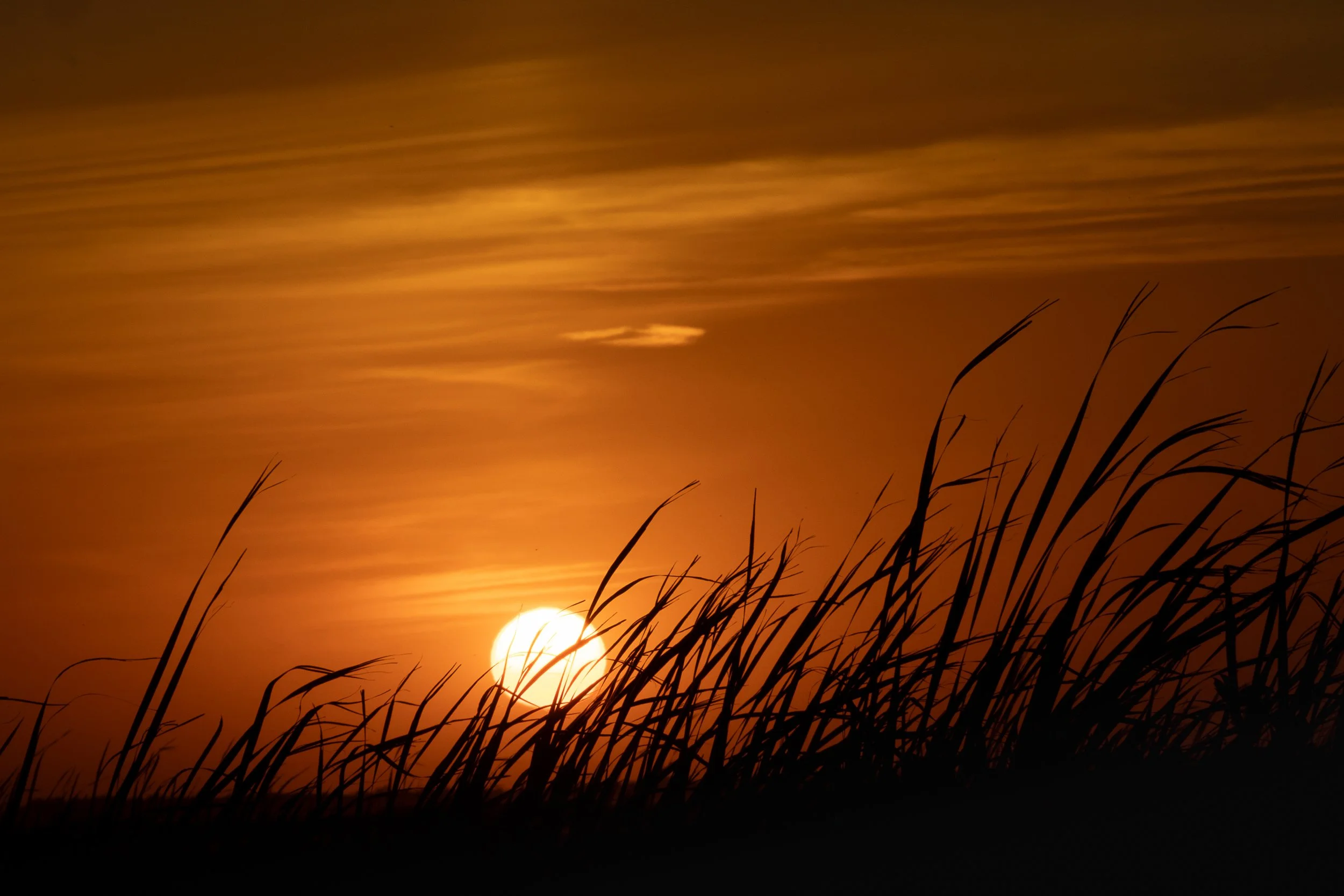 The sun sets low behind tall prairie grasses castling an intense orange glow across a streaked evening sky.