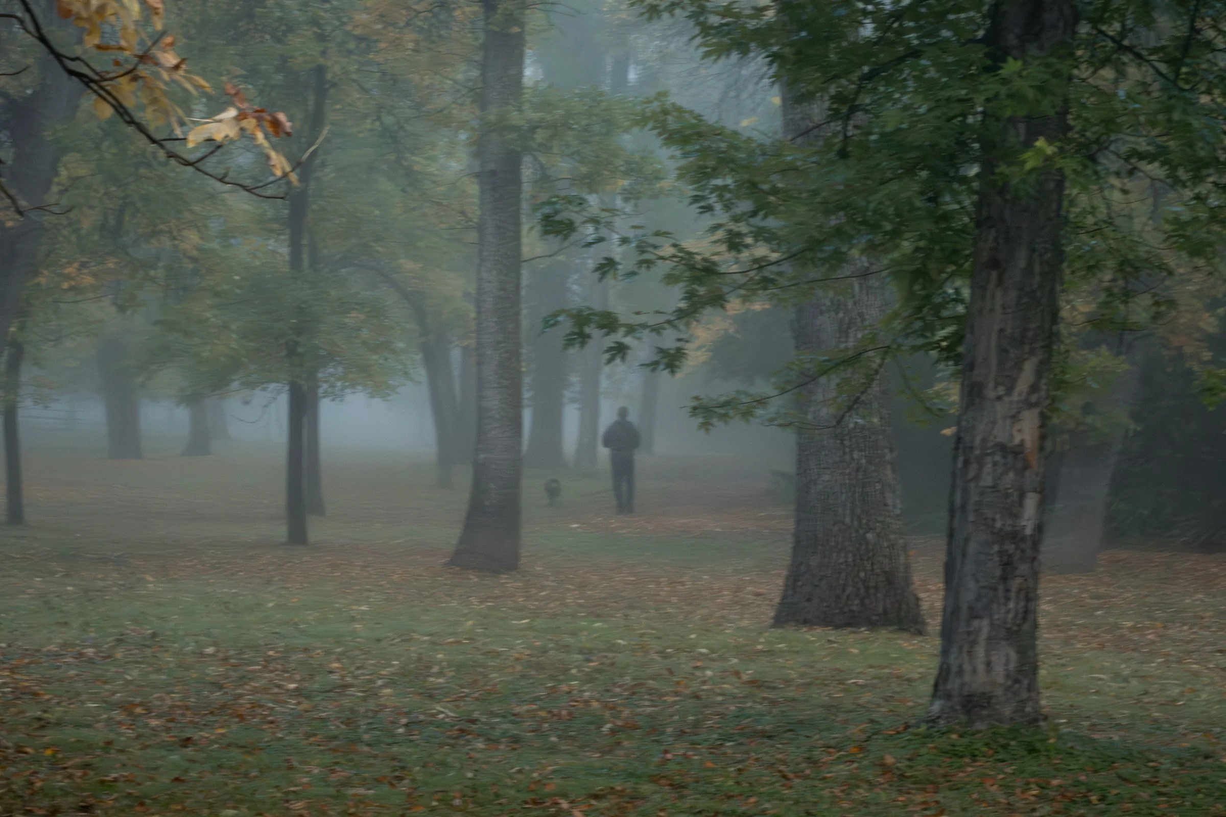 Misty park scene with distant silhouette and dog