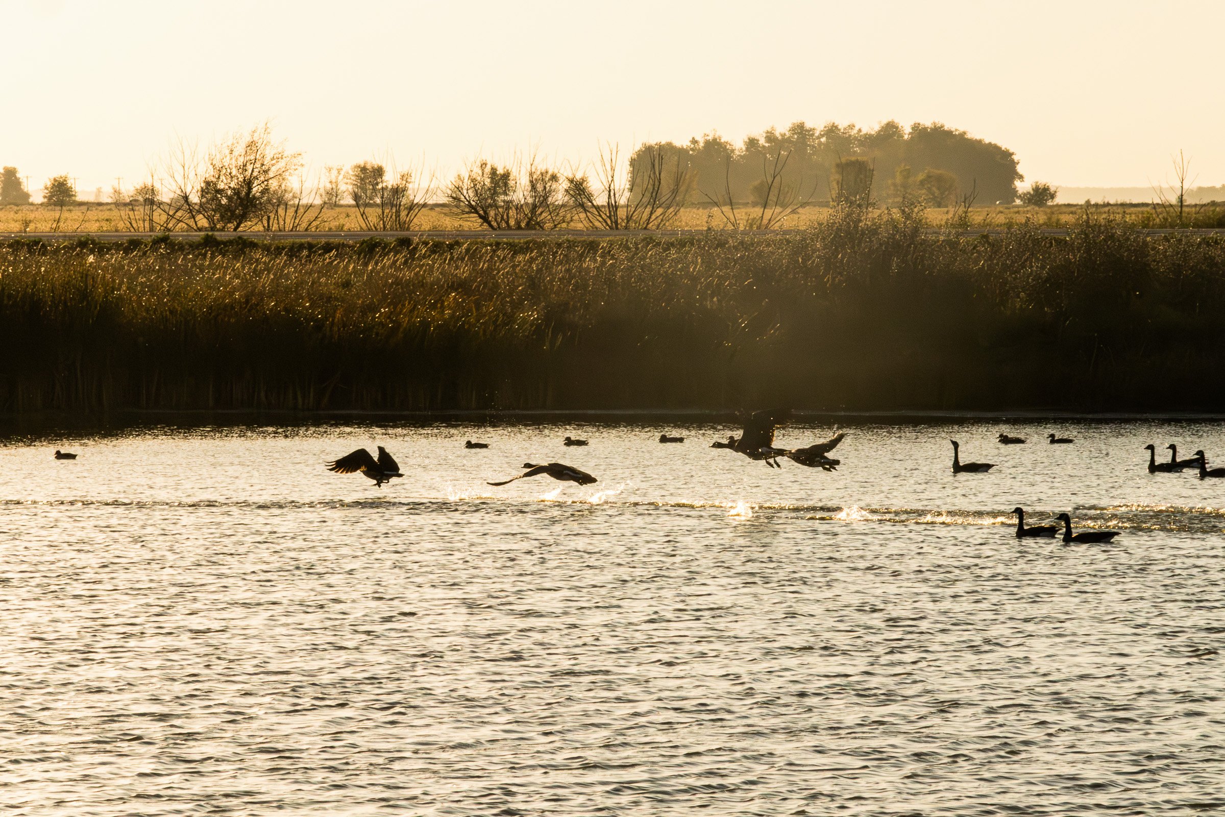 Canada geese lift off and skim across a lake at dusk while others float on the surface backlit by warm evening prairie light.