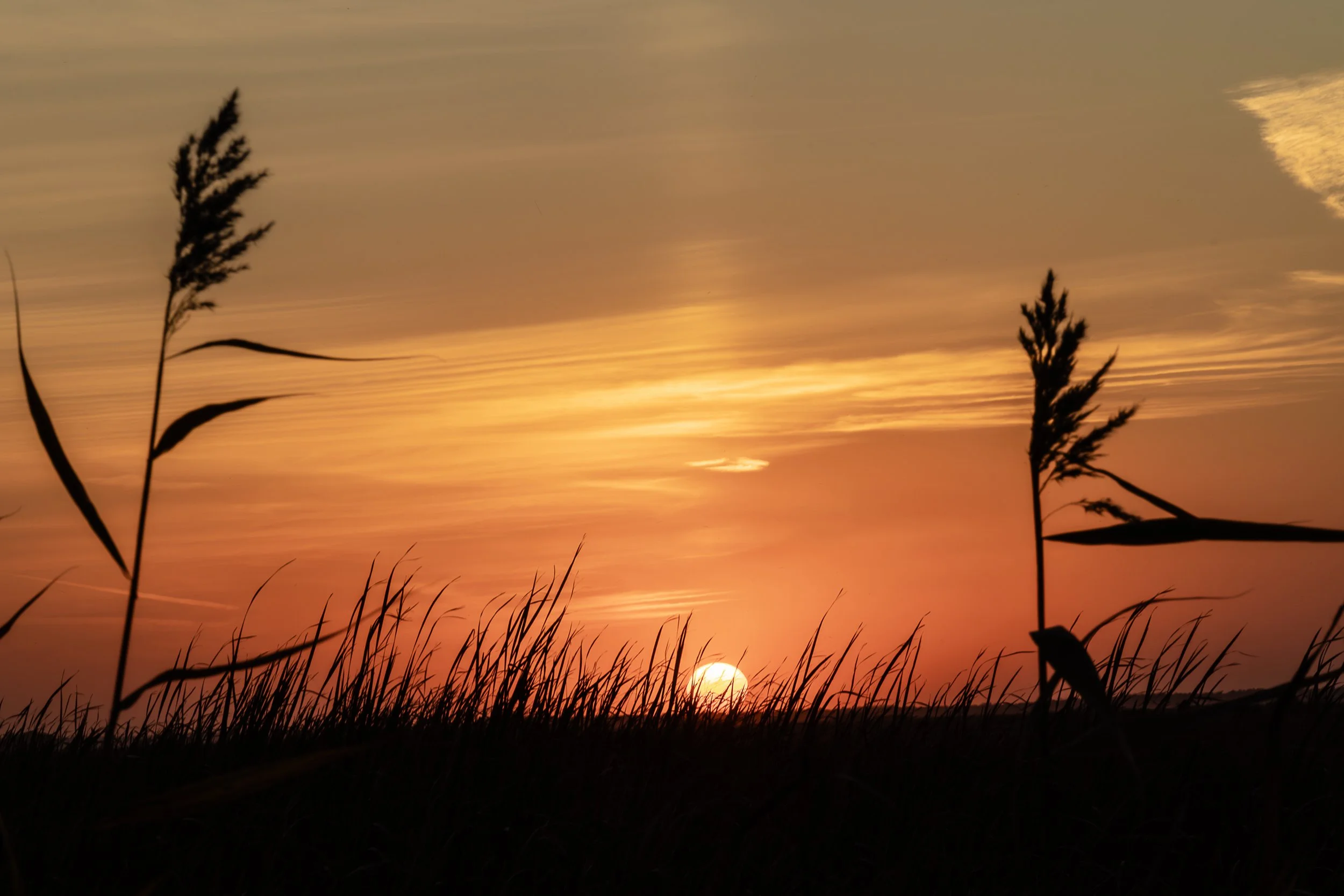 Two tall reeds stand in silhouette against an orange dusk sky as the sun sinks below the prairie horizon.