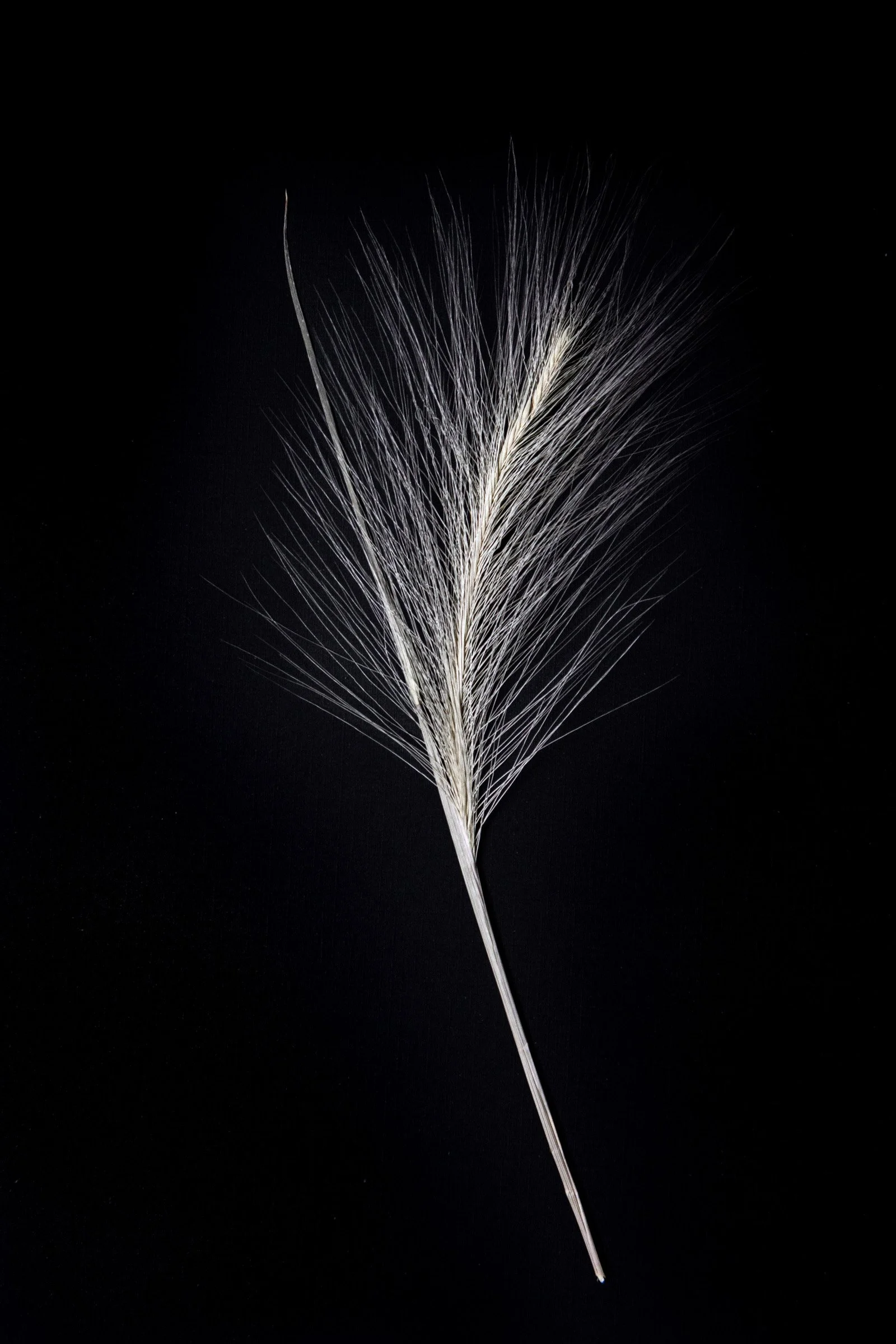 Close-up  of foxtail grass head against a dark background.