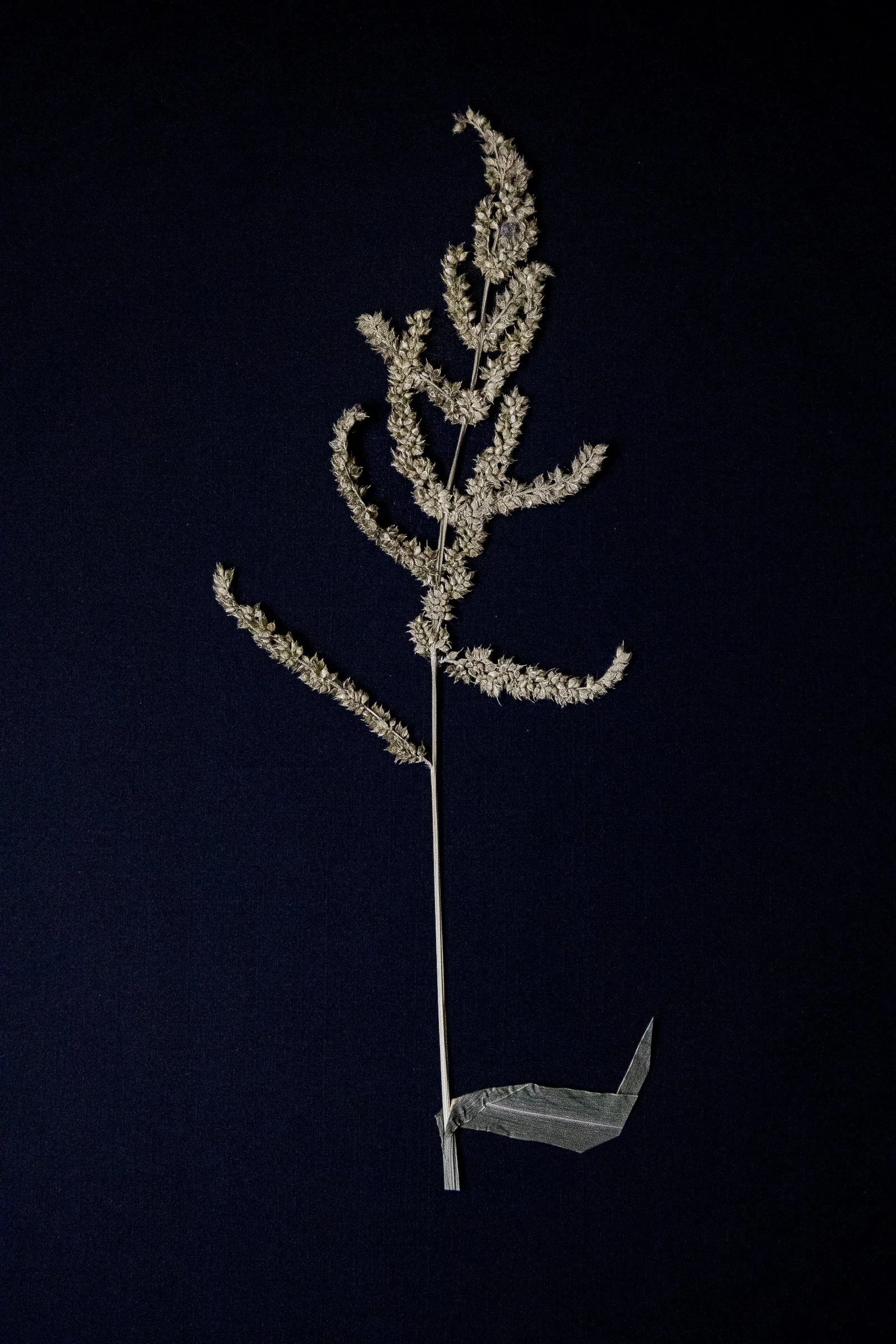 A dried plant or herb, possibly lavender, mounted on a black background.