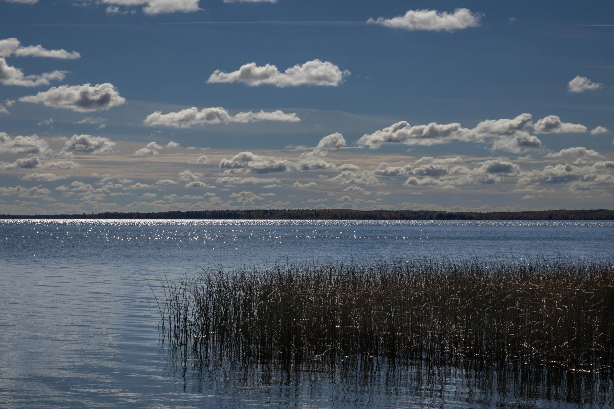 Wide prairie lake under a blue sky filled with scattered white clouds, sunlight reflecting on the water with reeds in the foreground