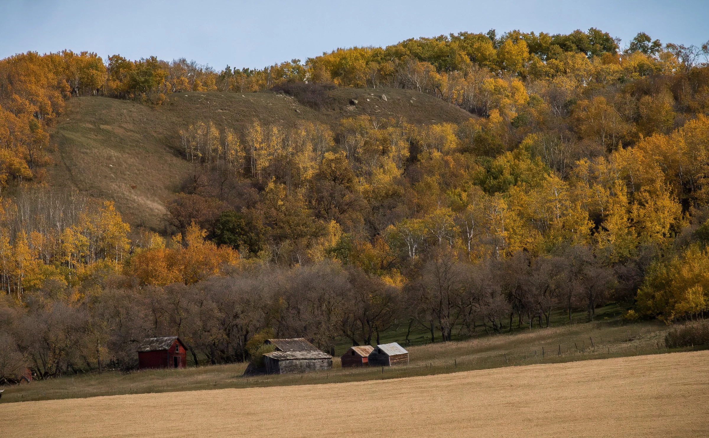 Farm sheds and barns sit at the edge of a harvested field beneath a wooden hillside in golden autumn foliage under clear light.