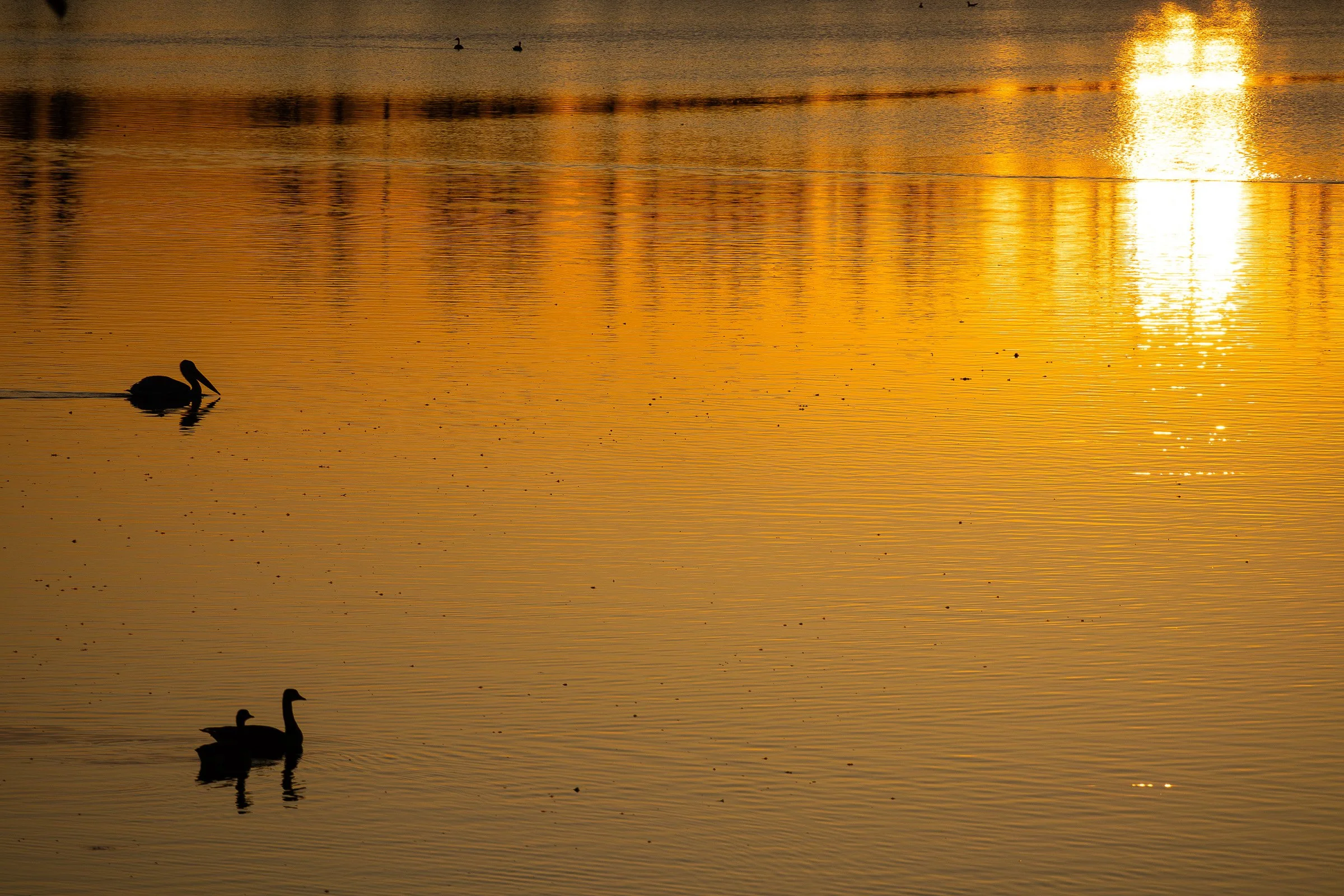 Two ducks glide across a lake at dusk, their dark silhouettes reflected in water glowing with golden sunset light.
