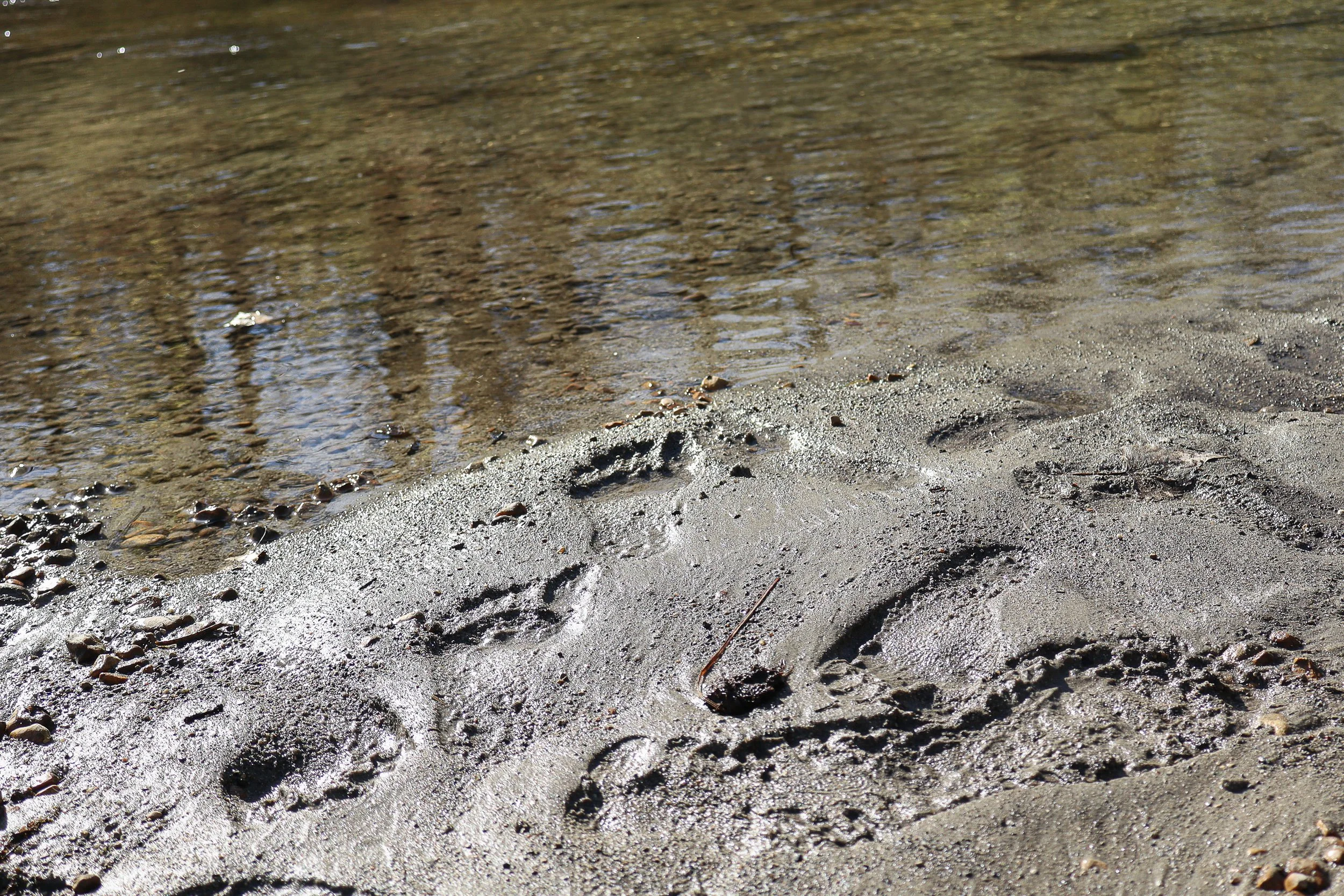 Human prints in wet sand along the edge of a calm stream, with tree reflections in the water.