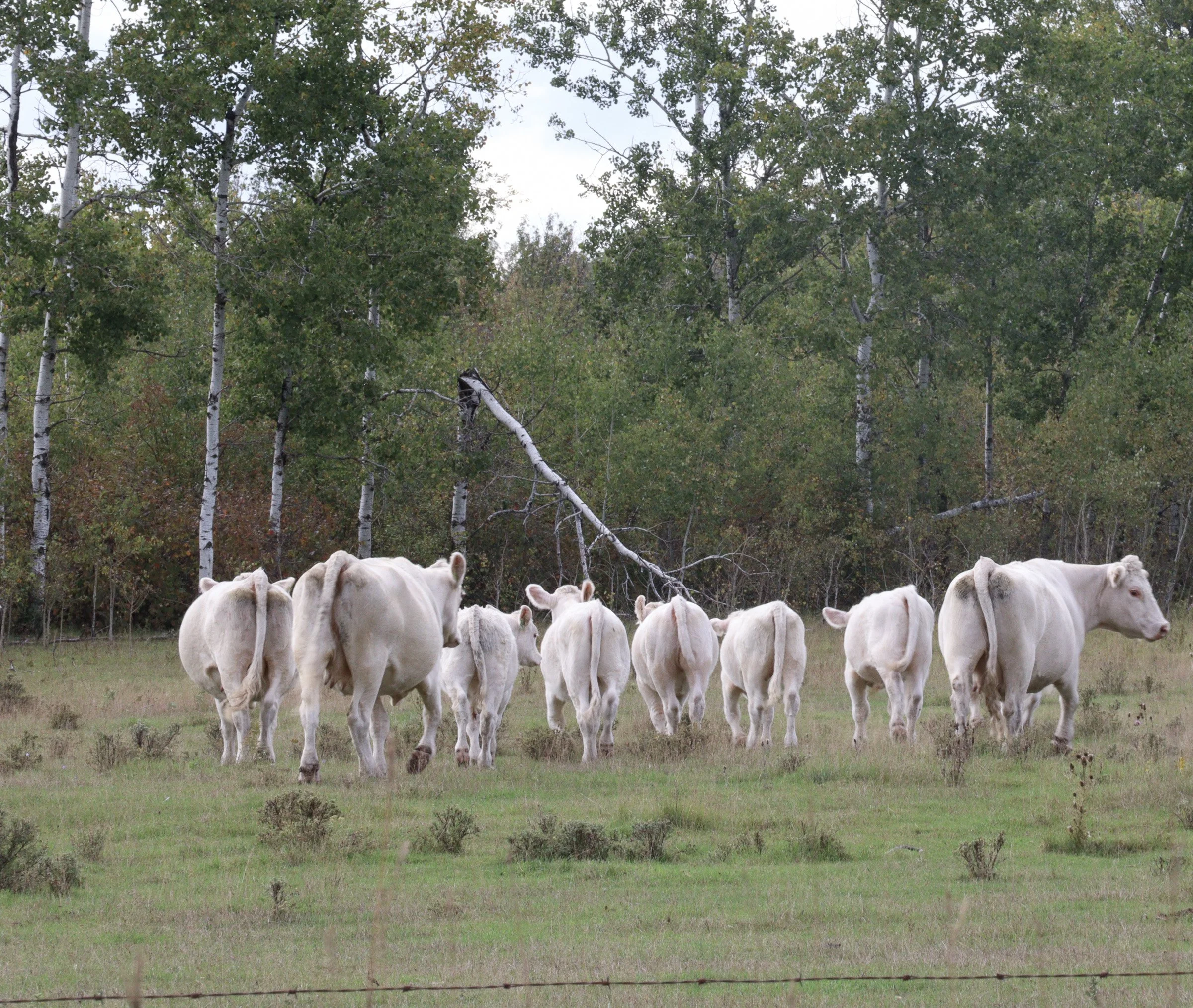 A group of white cattle walk away across a grassy pasture with birch trees and dense woodland in the background.