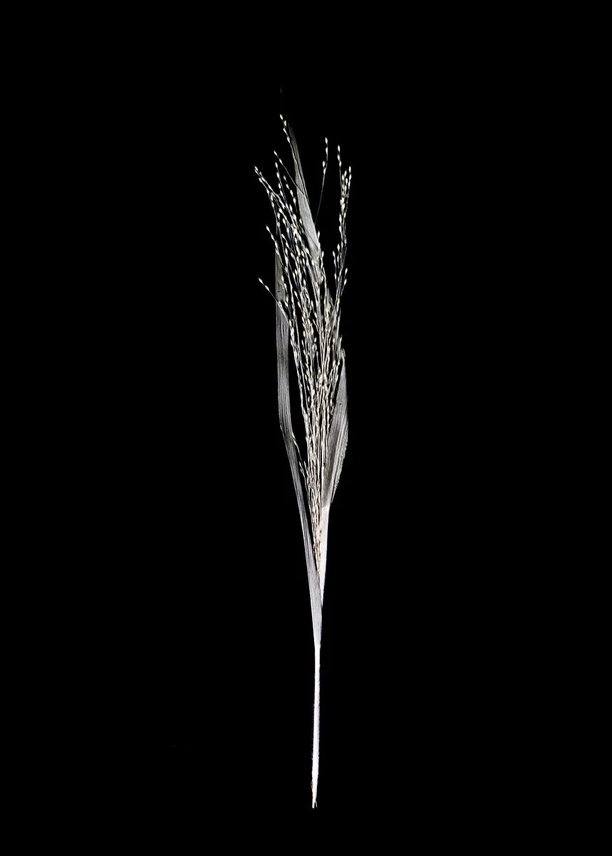 Dried prairie dropseed against a black background