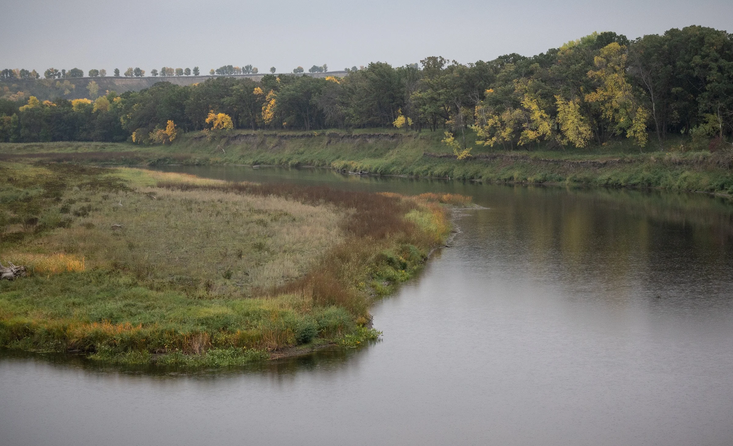 A calm river curves around a grassy bank with autumn reeds and trees in muted yellow and green along the far shoreline under soft sky, Wawanesa, Manitoba.