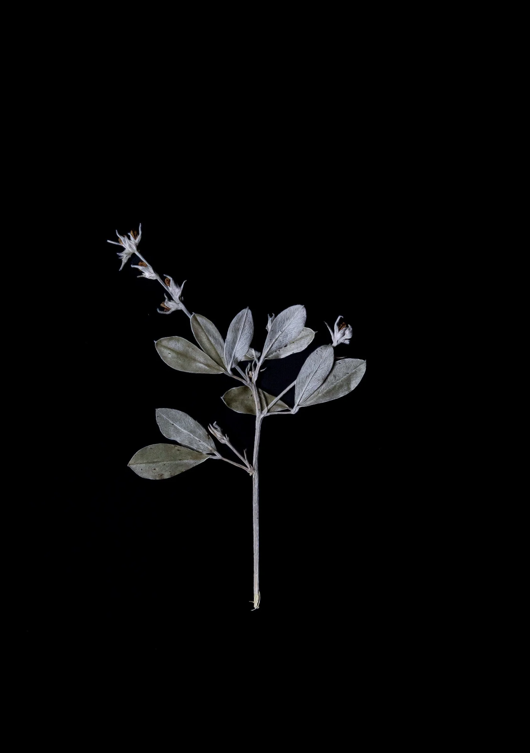 A dried, grayish-green plant with small leaves and tiny flowers or buds, isolated on a black background.