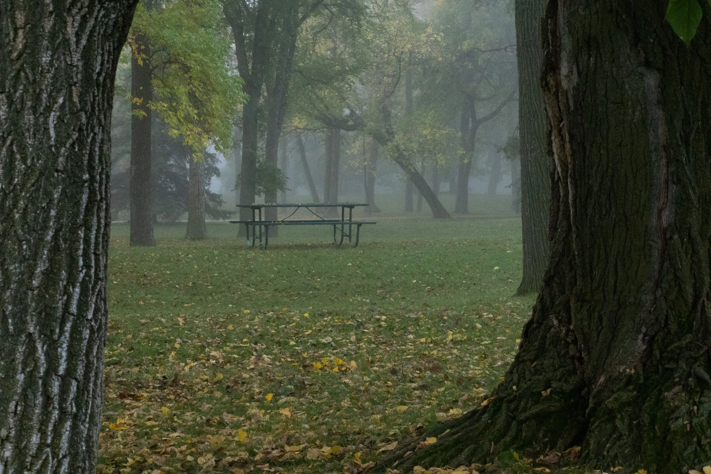 Misty scene with the bench among two big trunks