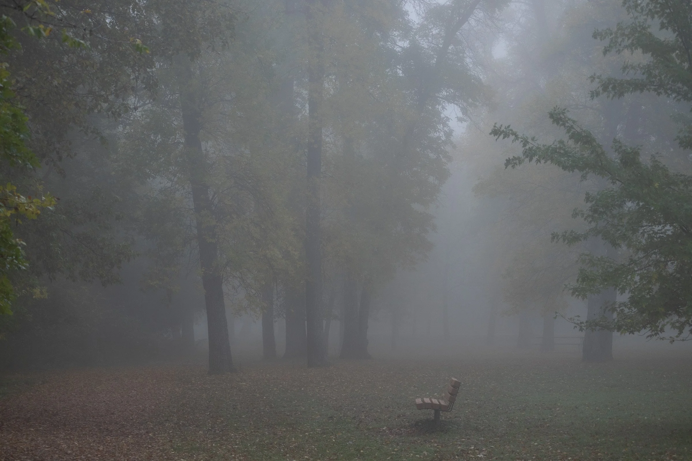 lonely bench in the park surrounded by dense fog