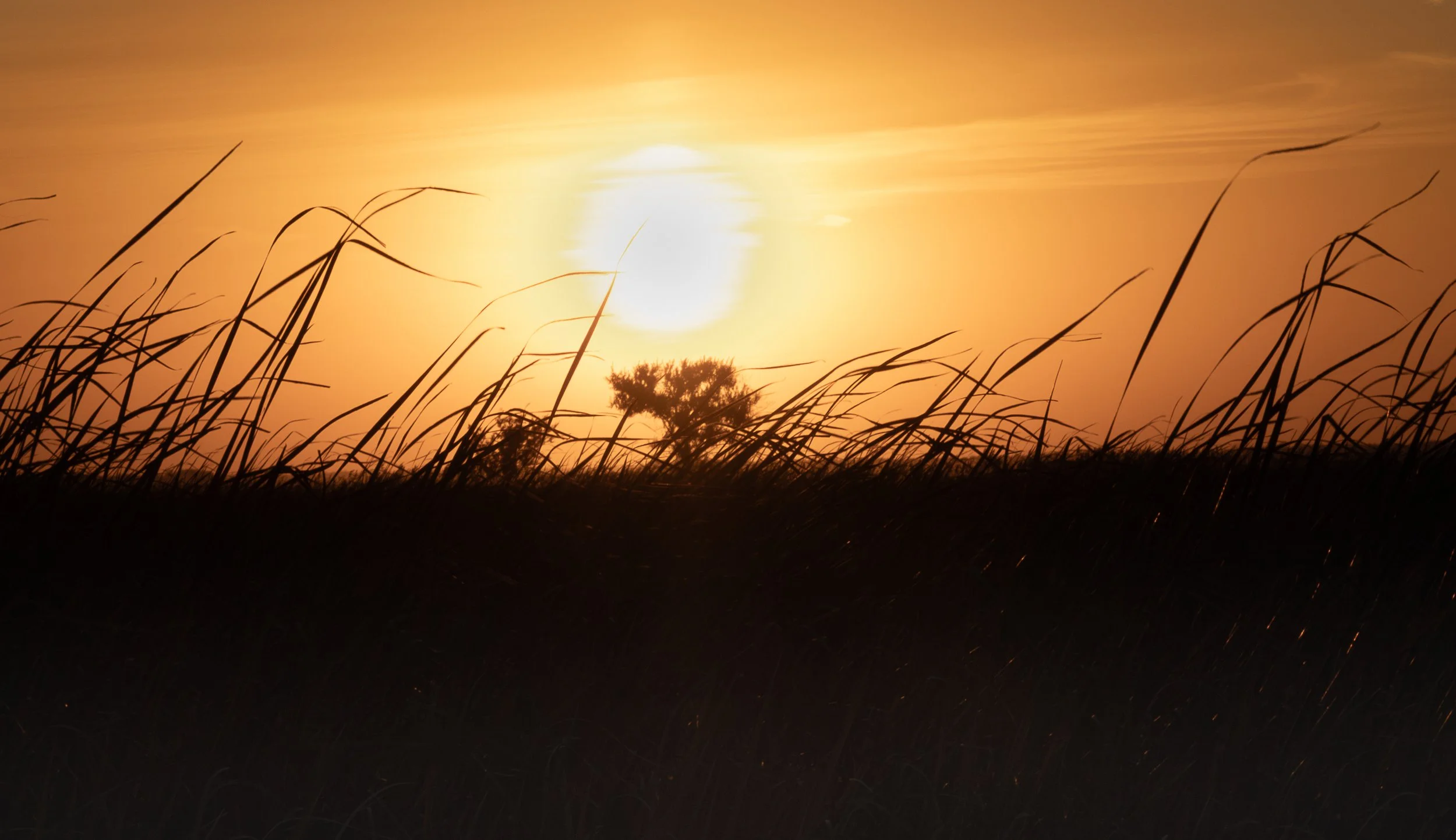 Tall prairie grasses appear in silhouette against a large orange sun setting low on the horizon, with a lone tree faintly visible in the distance.