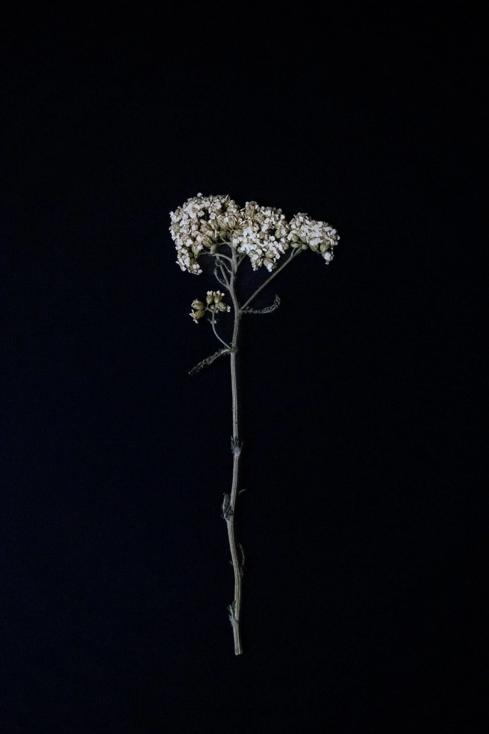 Dried common yarrow on a black background.