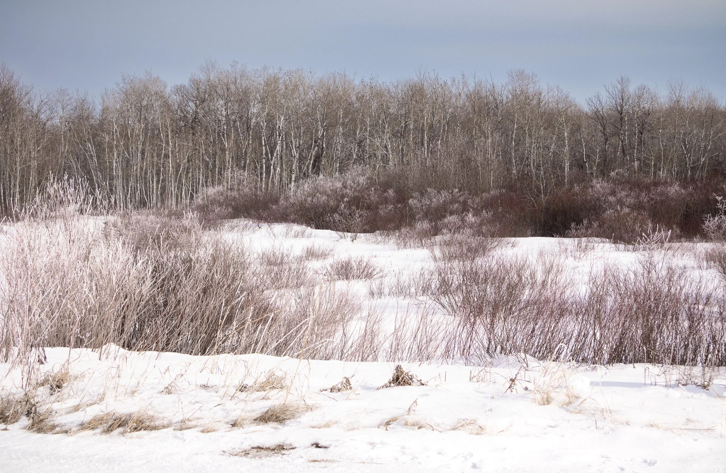 Snow-covered prairie field with low shrubs and a line of bare trees under a pale winter sky.