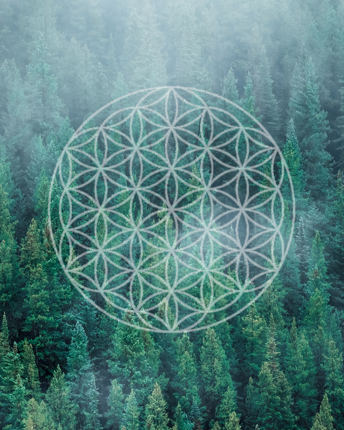 Overlay of a sacred geometric flower of life pattern on a forest of tall evergreen trees.