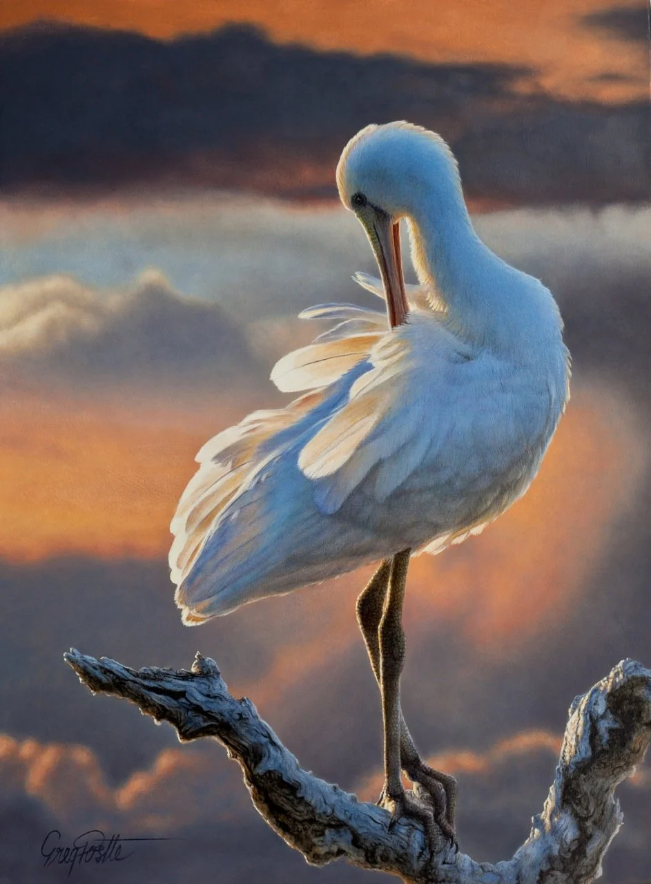 A white pelican standing on a twisted tree branch against a colorful sunset sky.