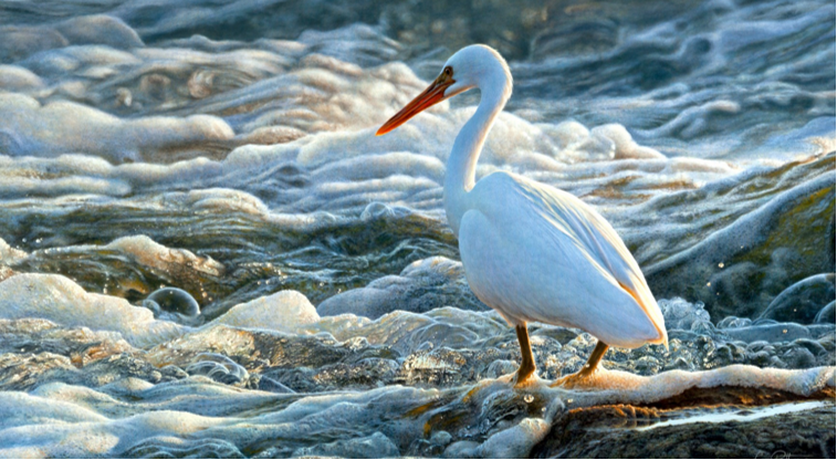 Splash - Greg Postle print