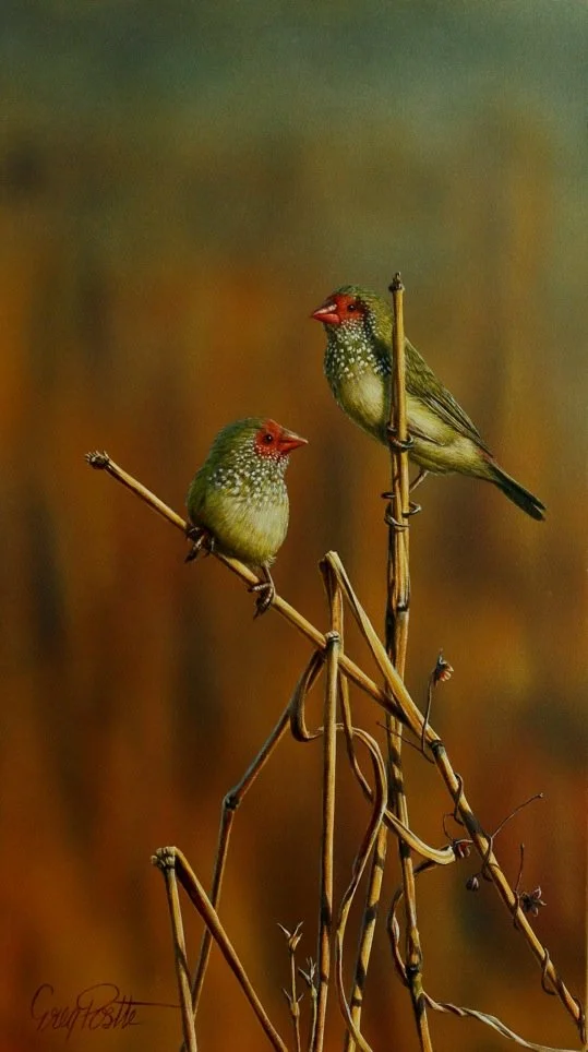 Star Struck. 23.5 x 42cm. $390 stretched, $310 unstretched..jpg