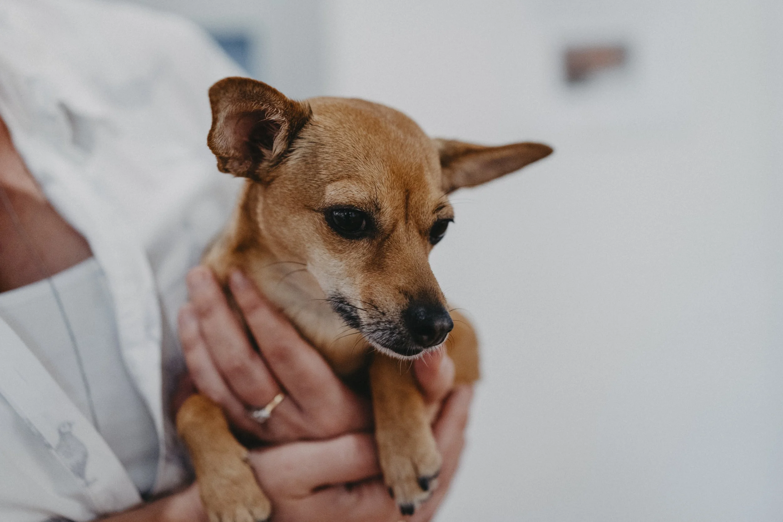 A small brown dog with pointy ears being gently held by a person's hands.
