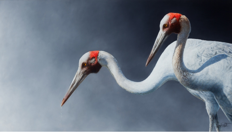 Focused - Greg Postle print