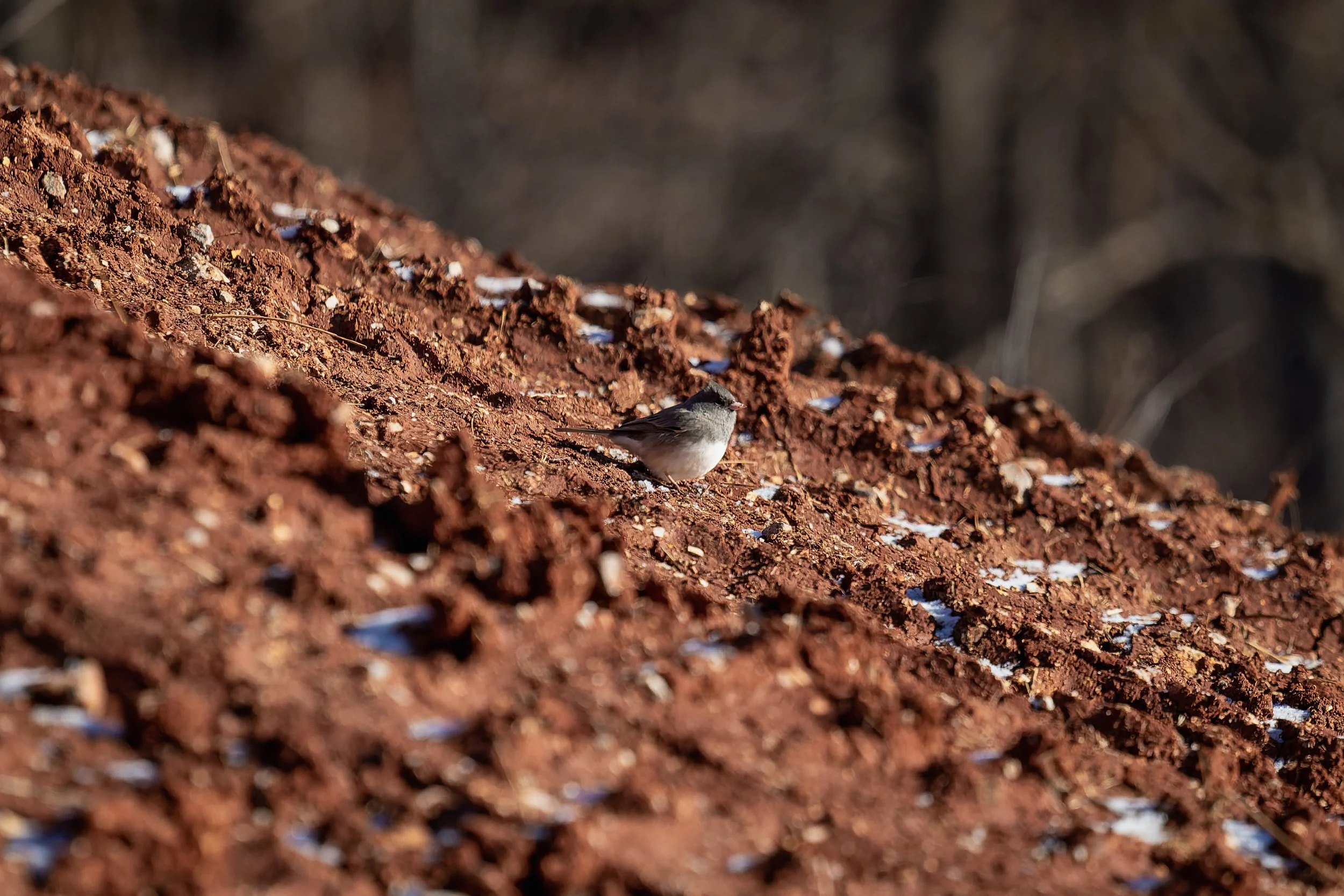 Small bird standing on reddish soil with patches of snow, blurred background.