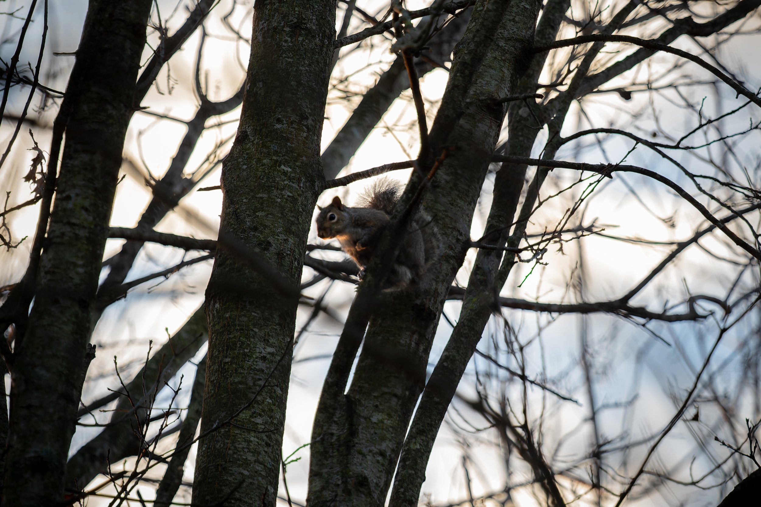 A squirrel on a tree branch among leafless branches and tree trunks, with a blurred light sky background.