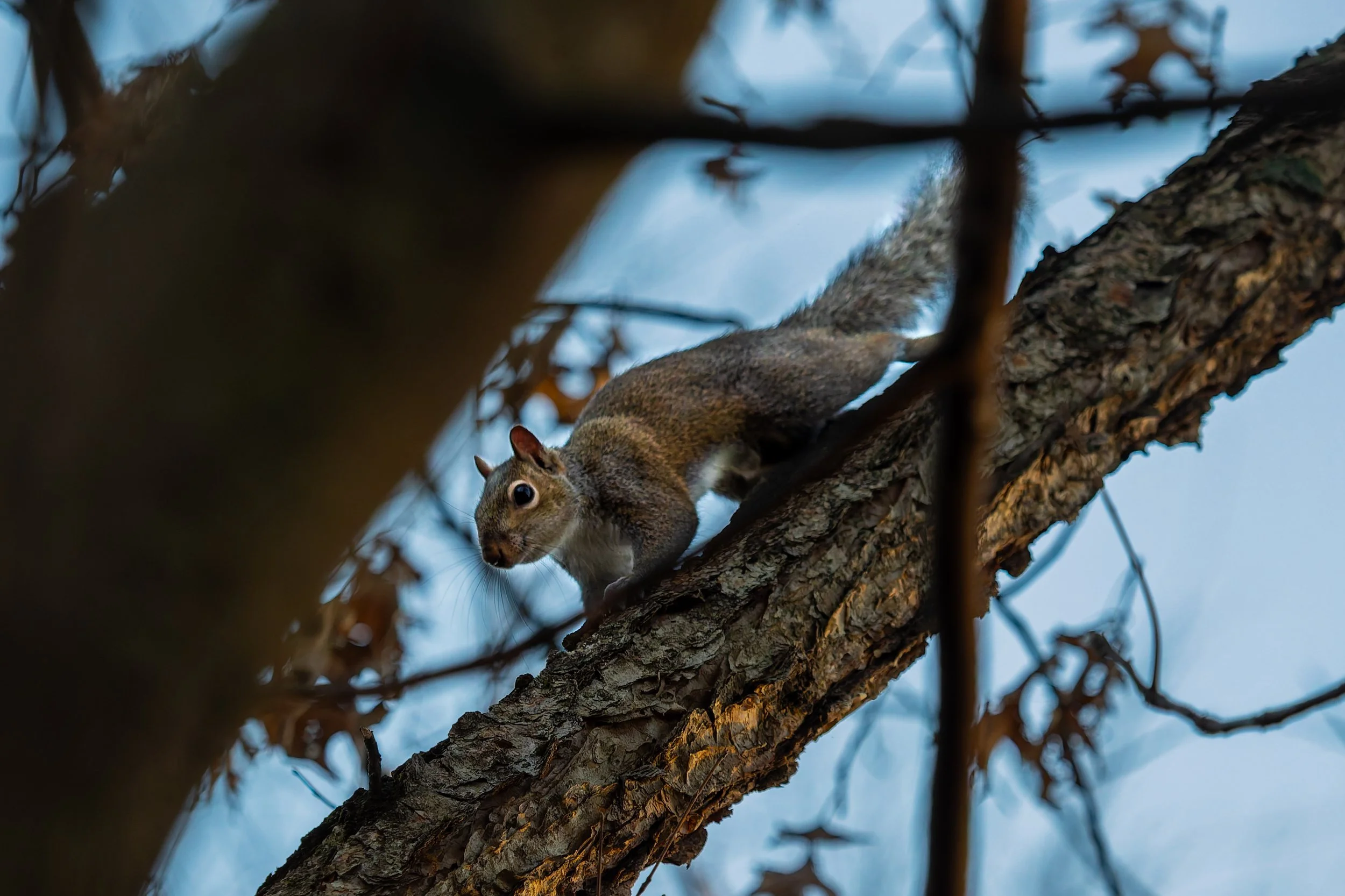 A squirrel on a tree branch surrounded by leaves and branches against a blue sky.