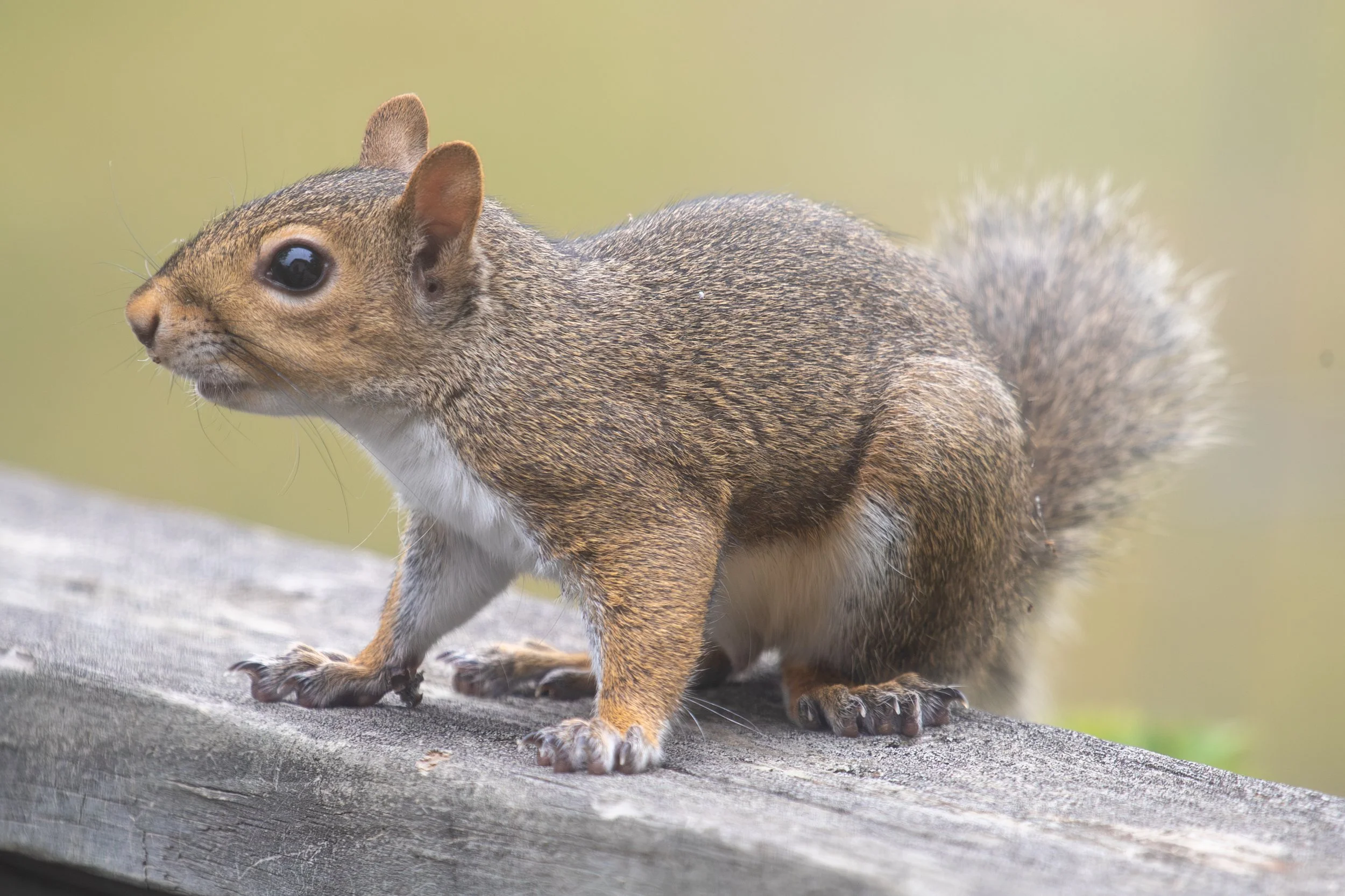 Close-up of a squirrel on a tree branch, showing its detailed fur, paws, and bushy tail.
