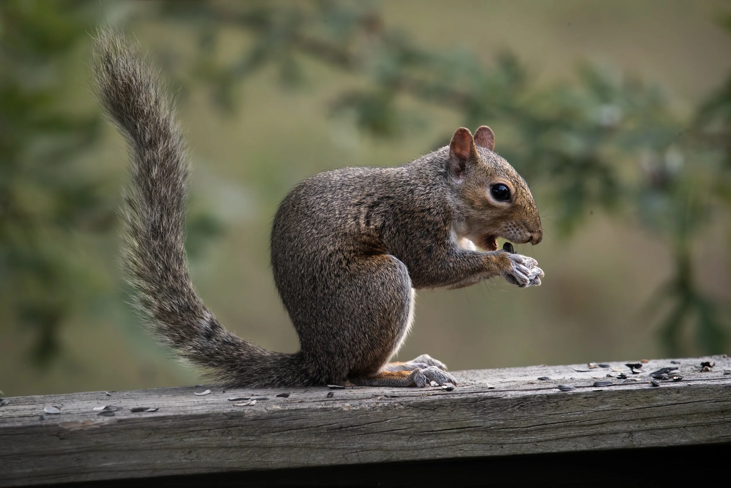 A squirrel sitting on a wooden surface, eating something with a blurred green background.