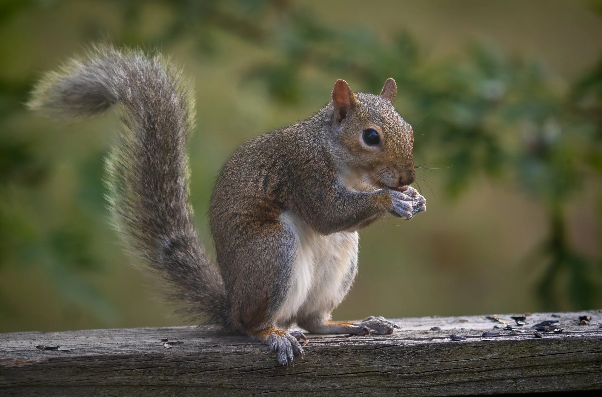 Squirrel sitting on a wooden log, holding and eating something in its paws, with a blurred green natural background.