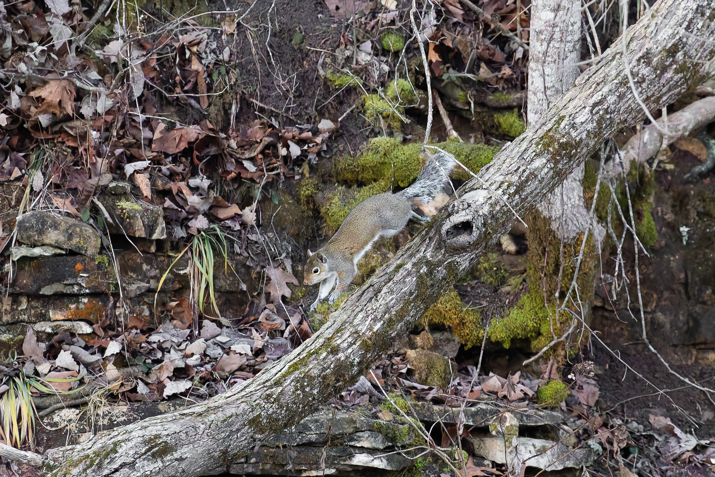 A squirrel on a fallen tree trunk among leaves and moss in a forest.