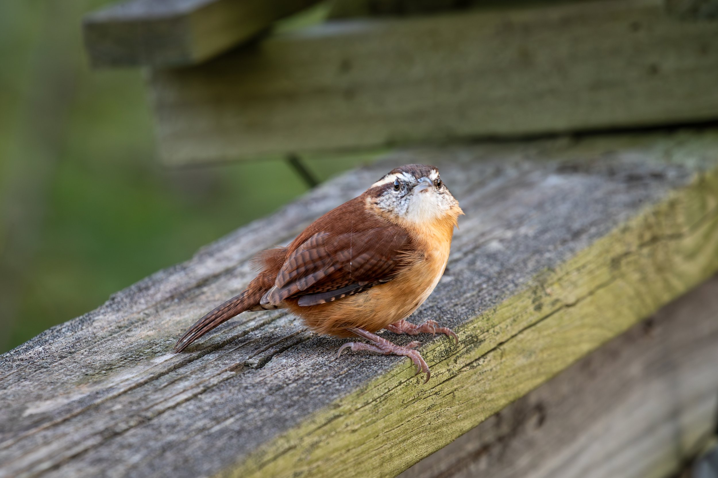 A small bird with brown feathers and a white and black face perched on a weathered wooden surface outdoors.