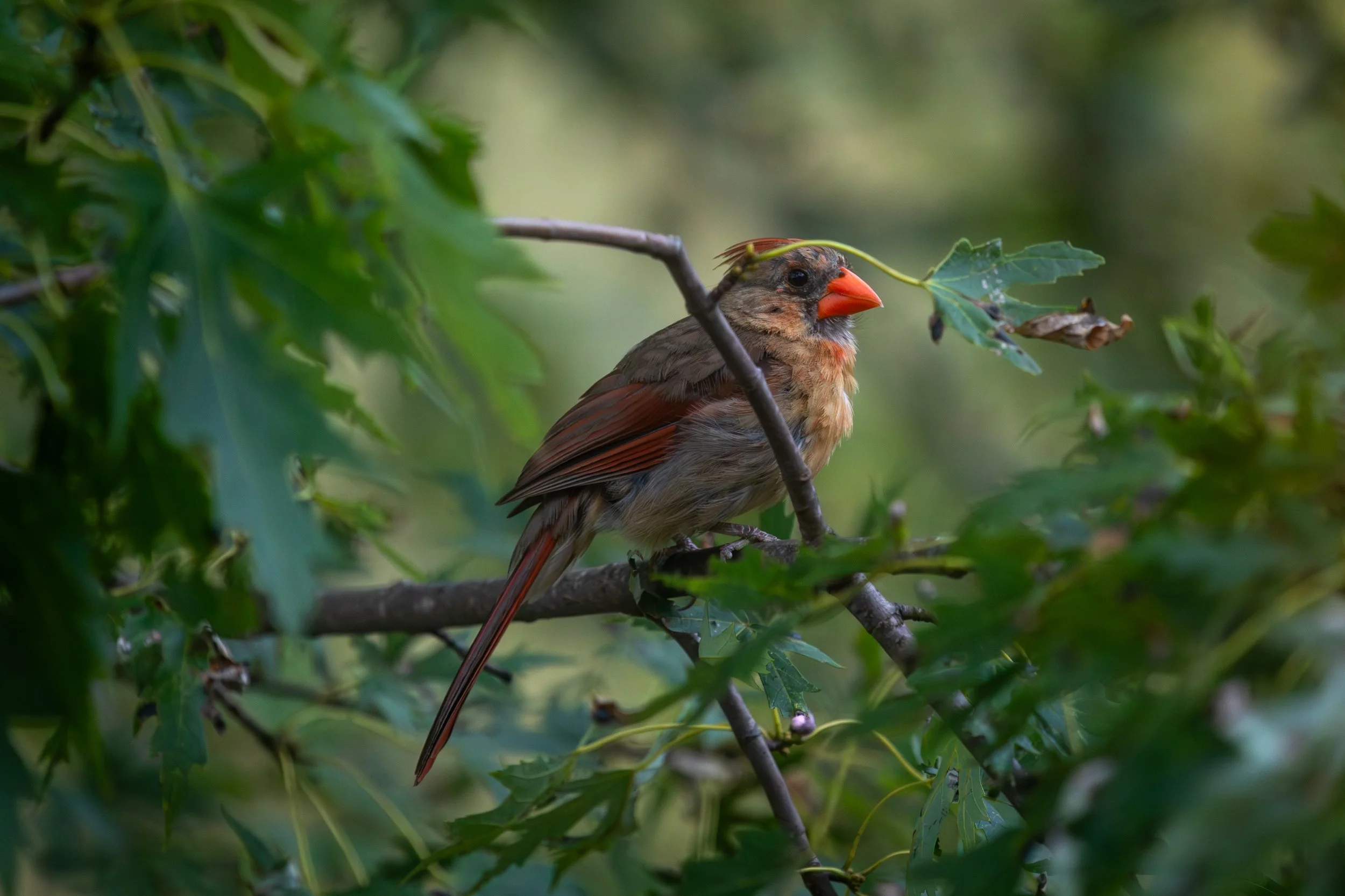 A bird with a bright orange beak and reddish-brown feathers perched on a tree branch among green leaves.