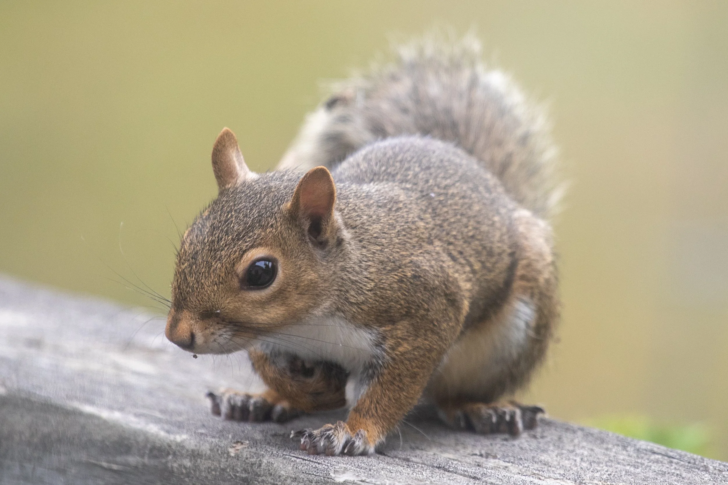 A small squirrel crouched on a gray wooden surface with a blurred greenish background.