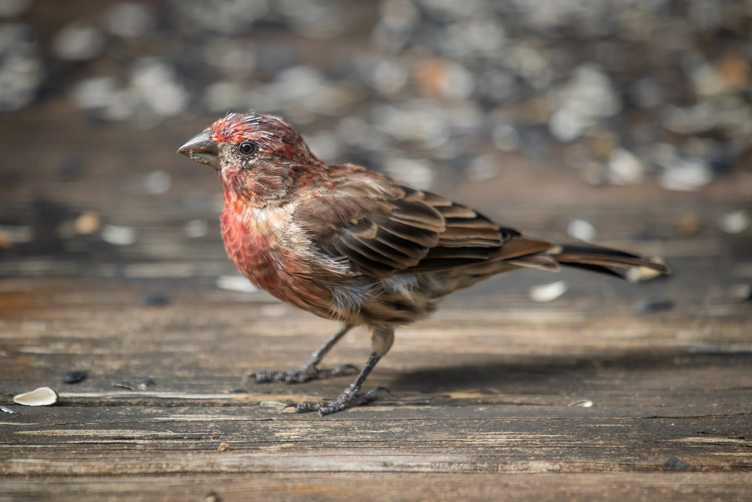 A small bird with a mix of red and brown feathers standing on a wooden surface.