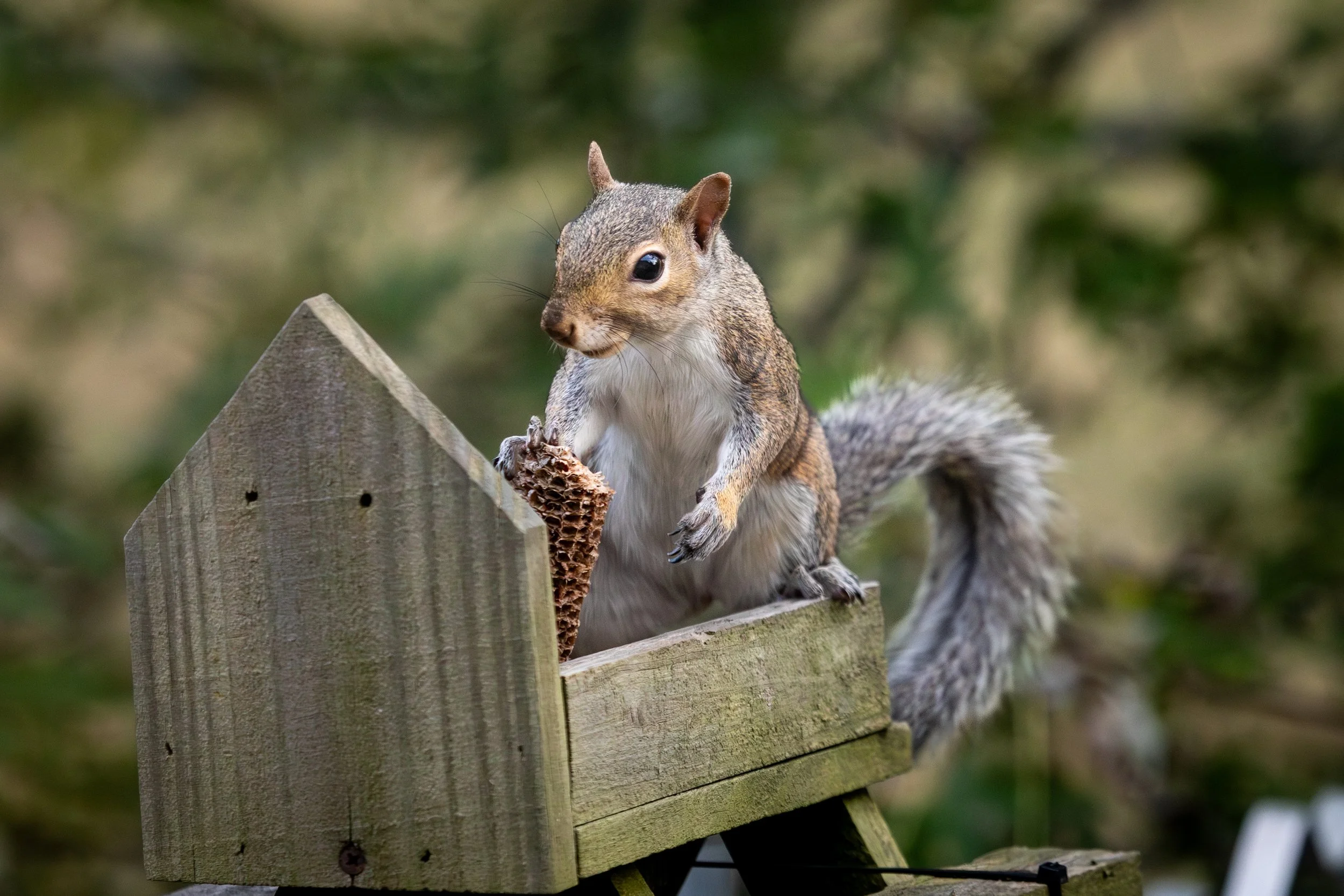 A squirrel biting into a honeycomb on a wooden post in a natural outdoor setting.