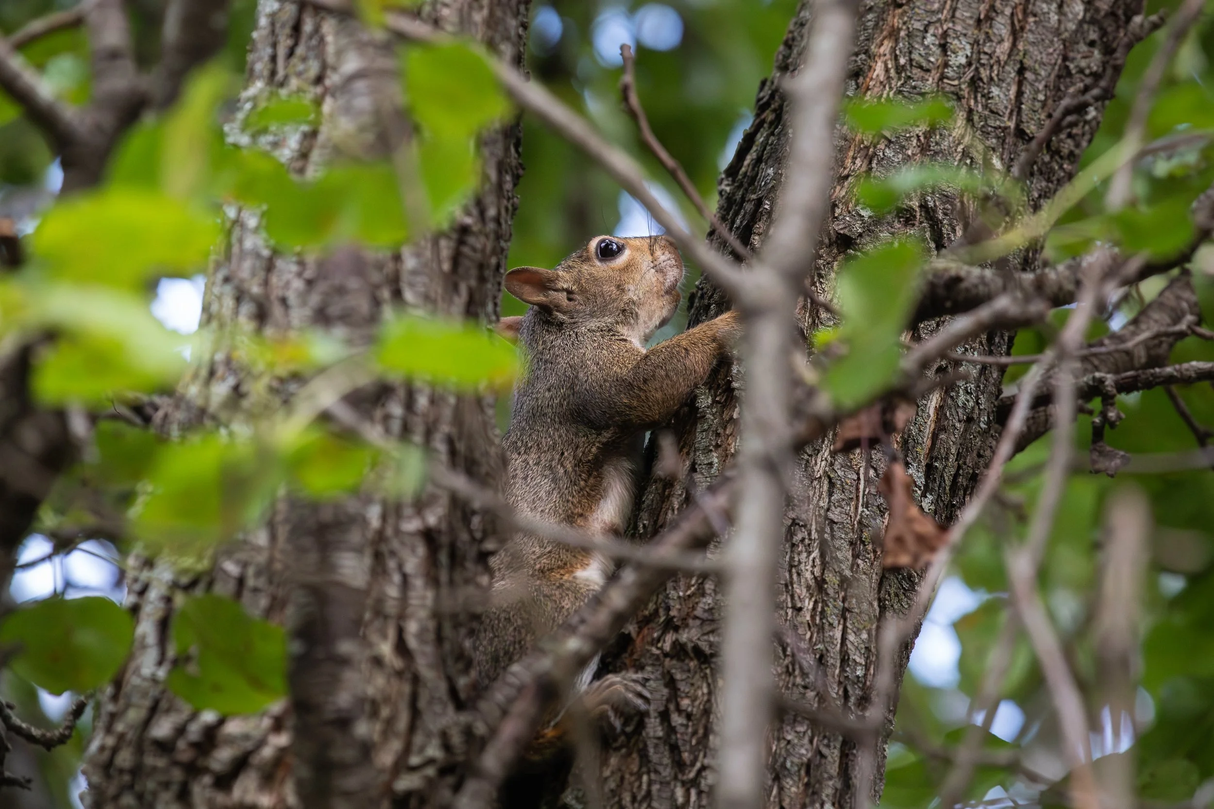 A squirrel climbing a tree trunk surrounded by green leaves.