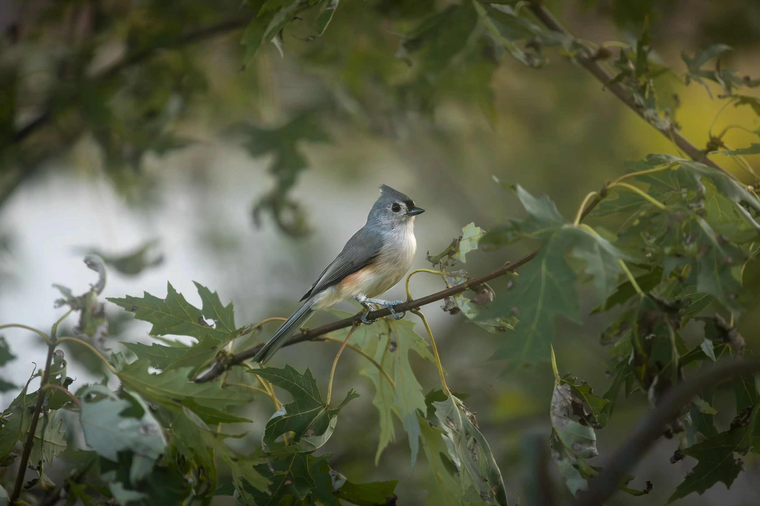 A small gray bird with a crest and black markings on its face perched on a branch with green leaves.