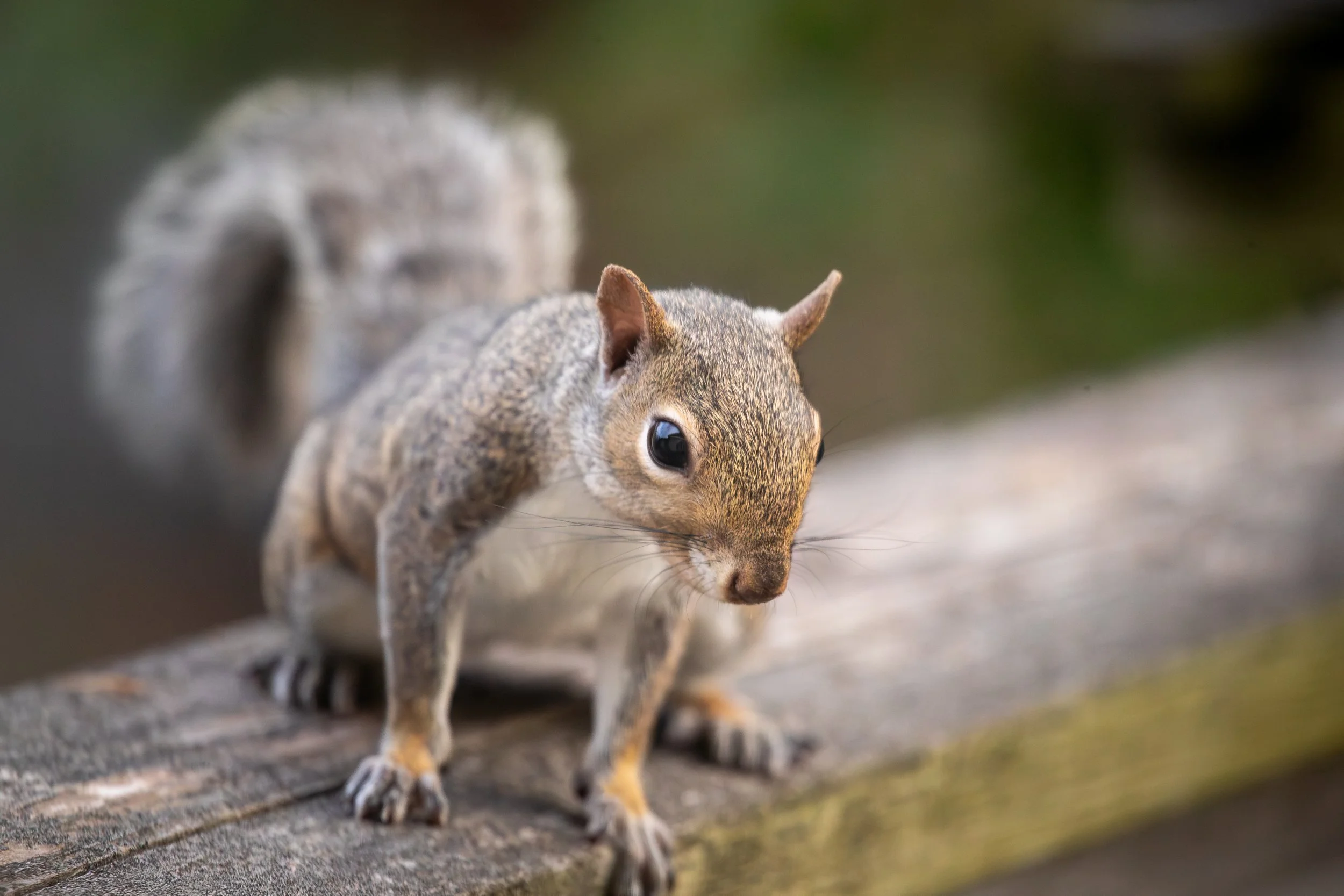 Close-up of a squirrel on a wooden surface, with a blurred green background.