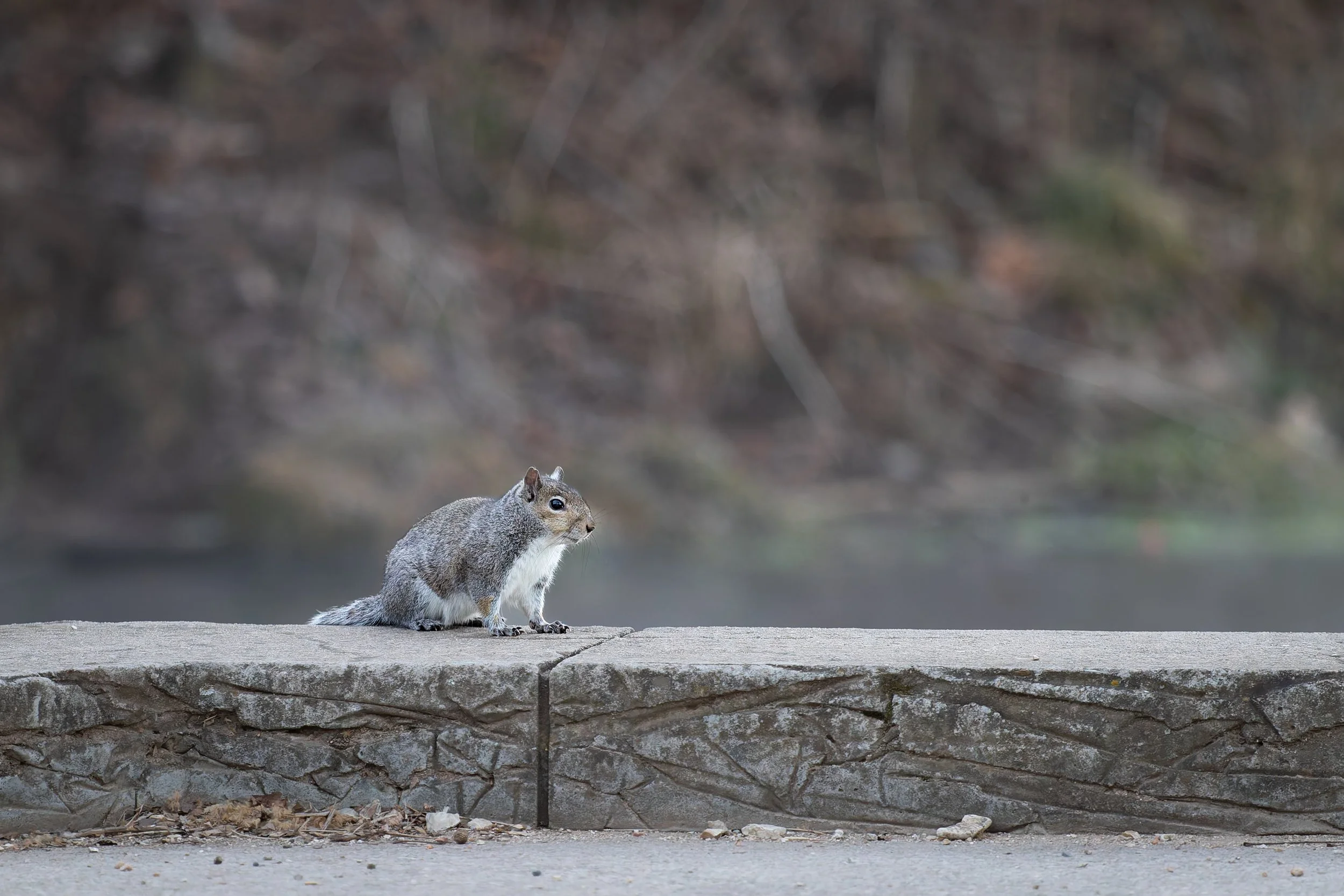 A squirrel on a stone wall near a body of water with trees in the background.