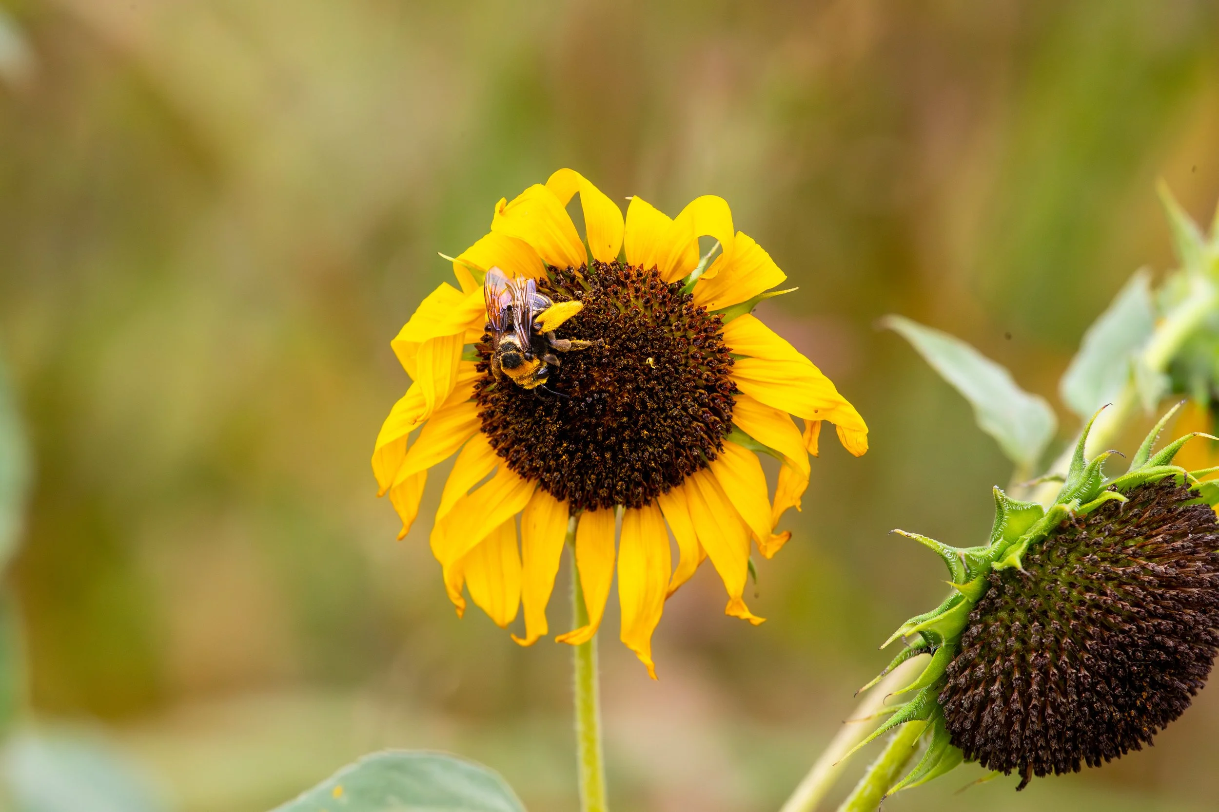 A bee on a yellow sunflower with a dark center, with another sunflower bud nearby, against a blurred natural background.