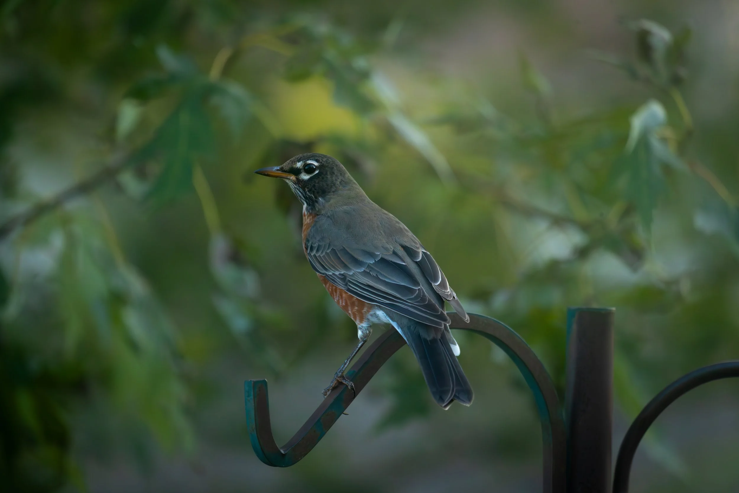 A bird with a black head and white eye ring, sitting on a metal hook among green foliage.