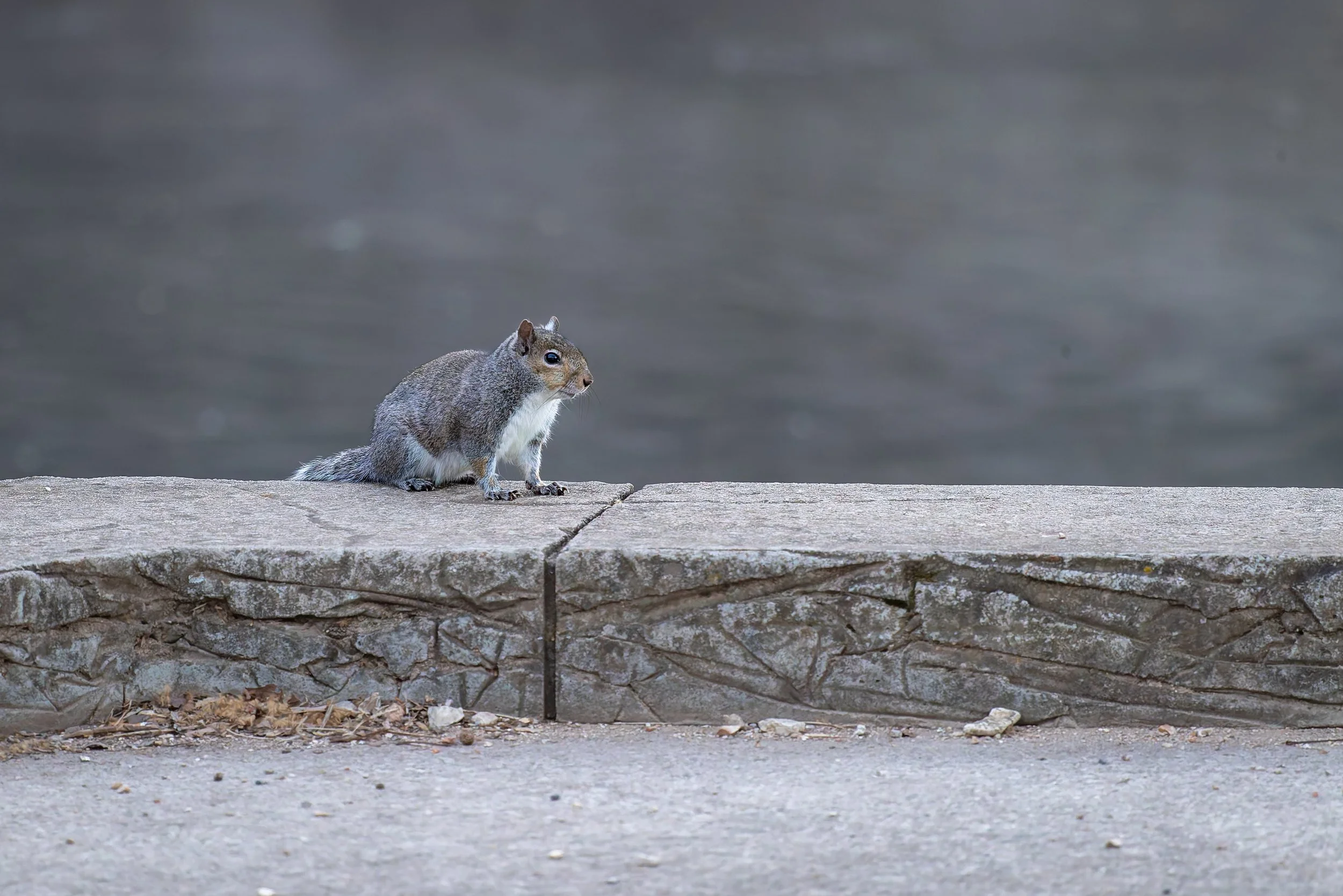 A squirrel sitting on a concrete curb near a body of water.